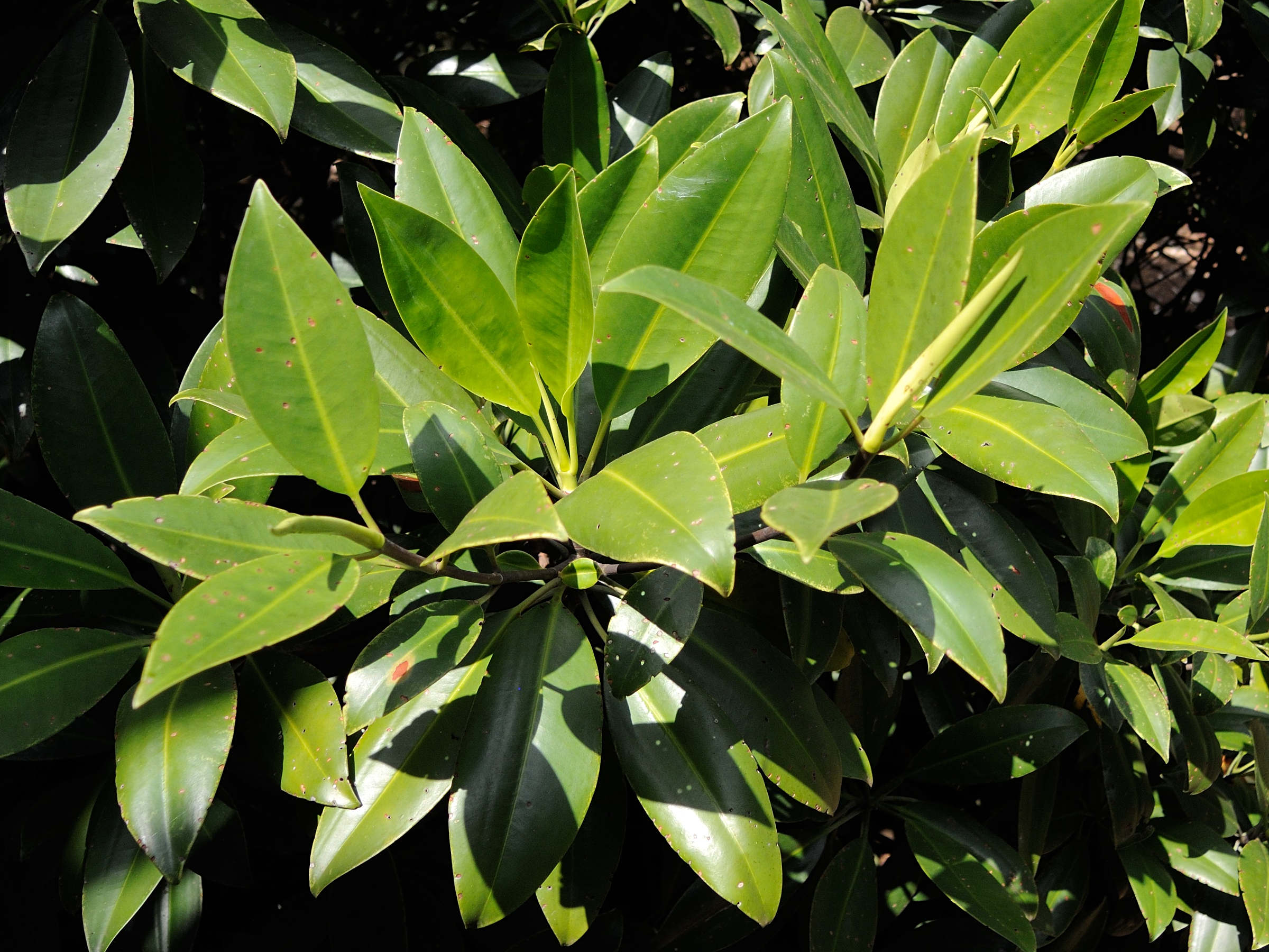 Afficher le média Bruguiera_gymnorhiza Bruguiera_gymnorhiza