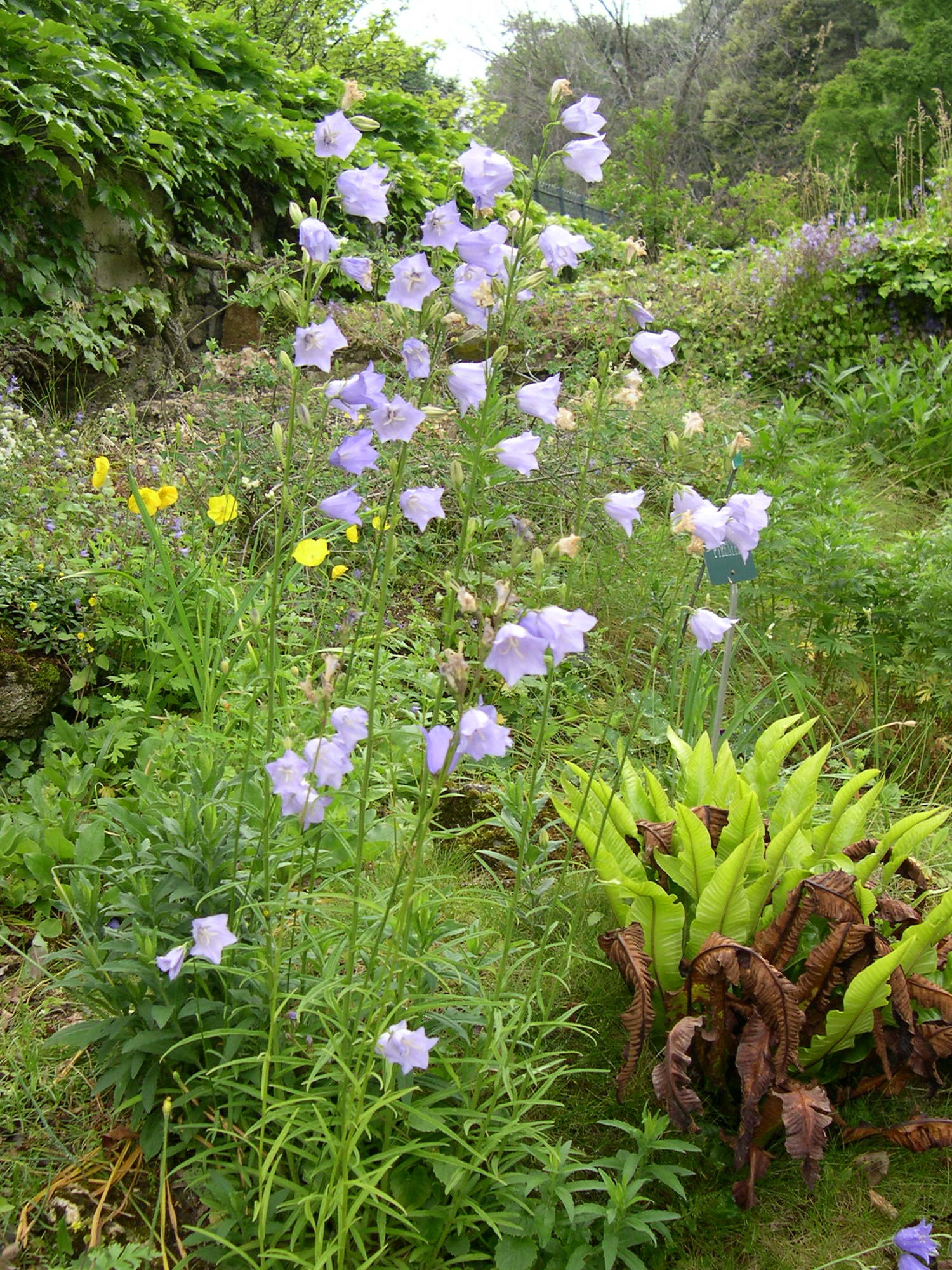 Afficher le média campanula_persicifolia2md campanula_persicifolia2md
