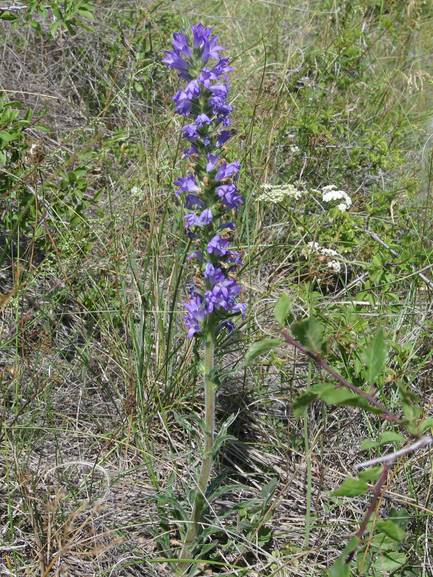 campanula_spicata1md