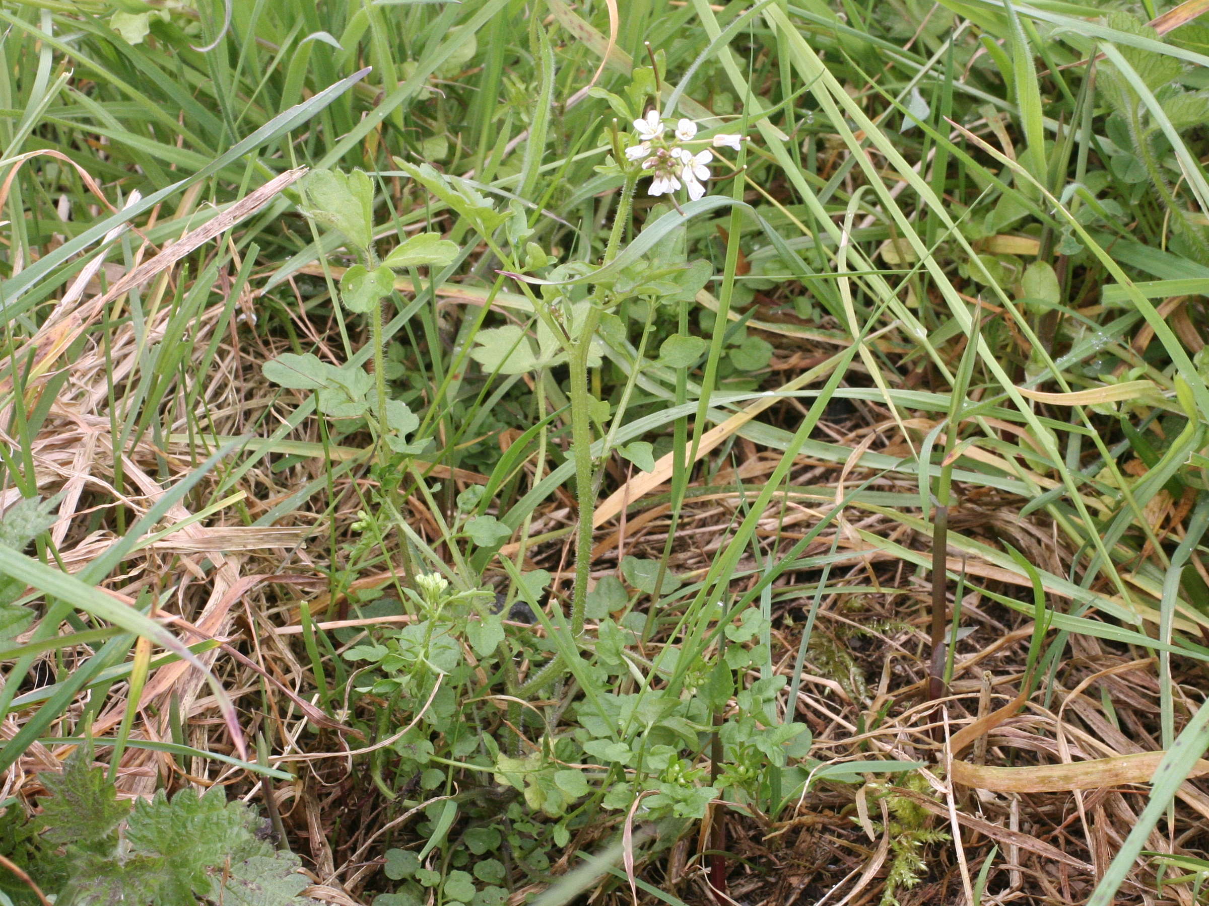 Afficher le média cardamine_flexuosa4md cardamine_flexuosa4md