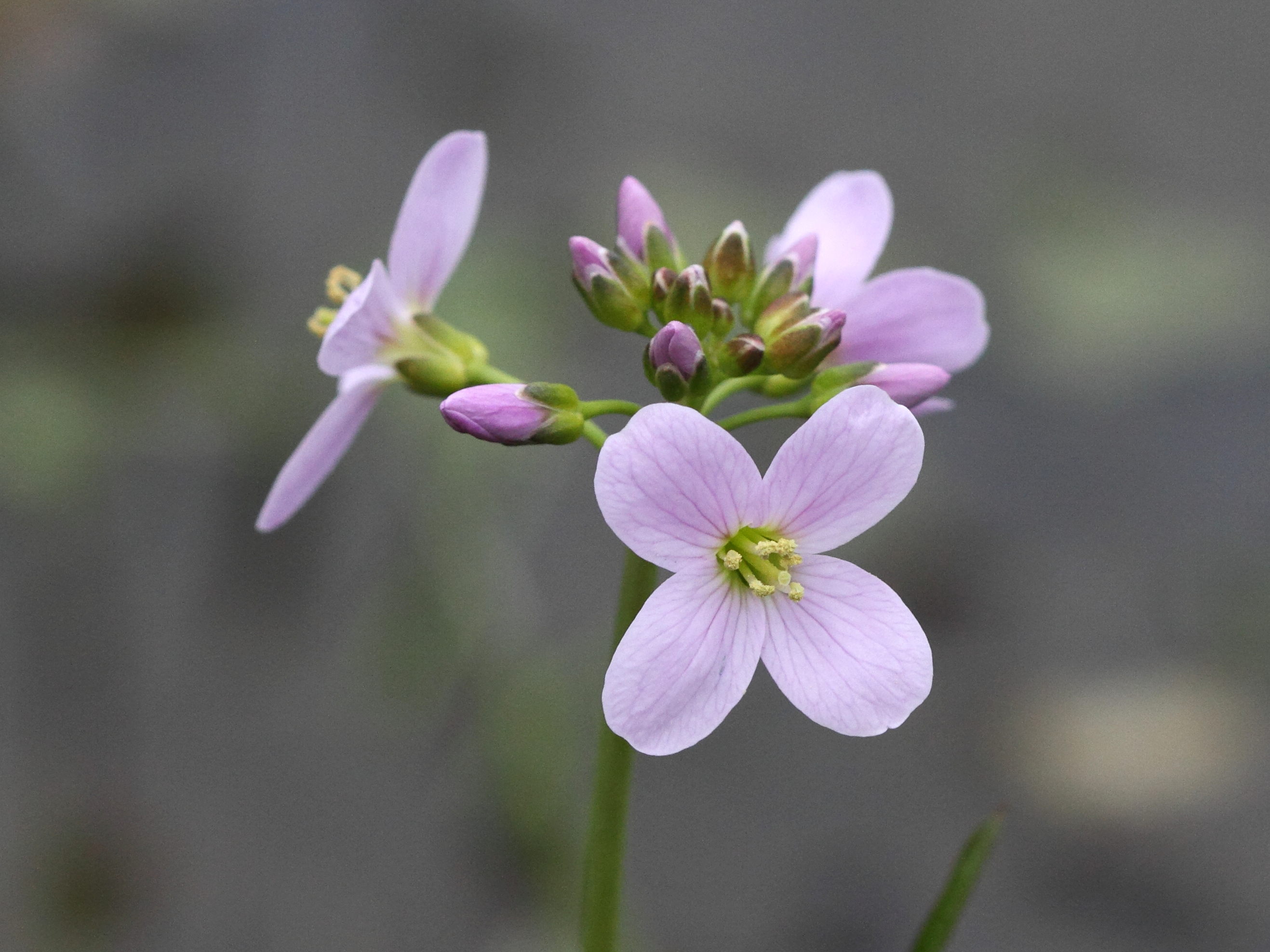 cardamine_pratensis2bd