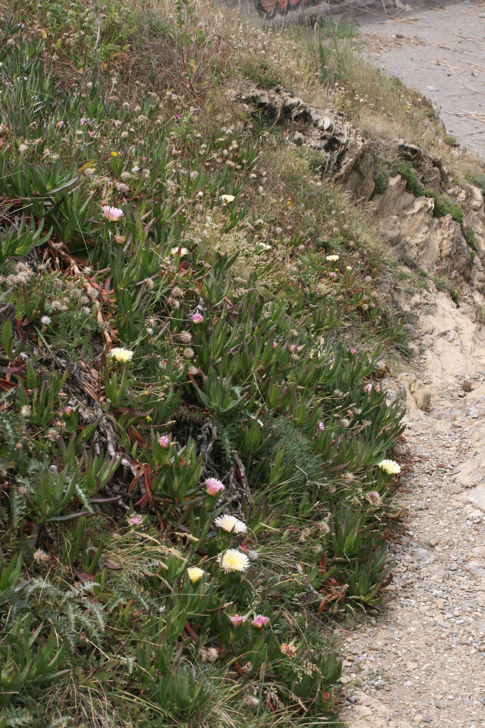 Afficher le média Carpobrotus_edulis Carpobrotus_edulis