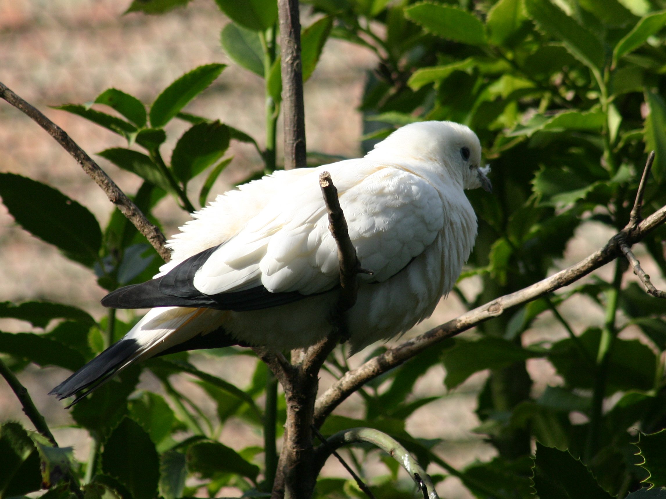 carpophage_blanc_-_ducula_bicolor1sd