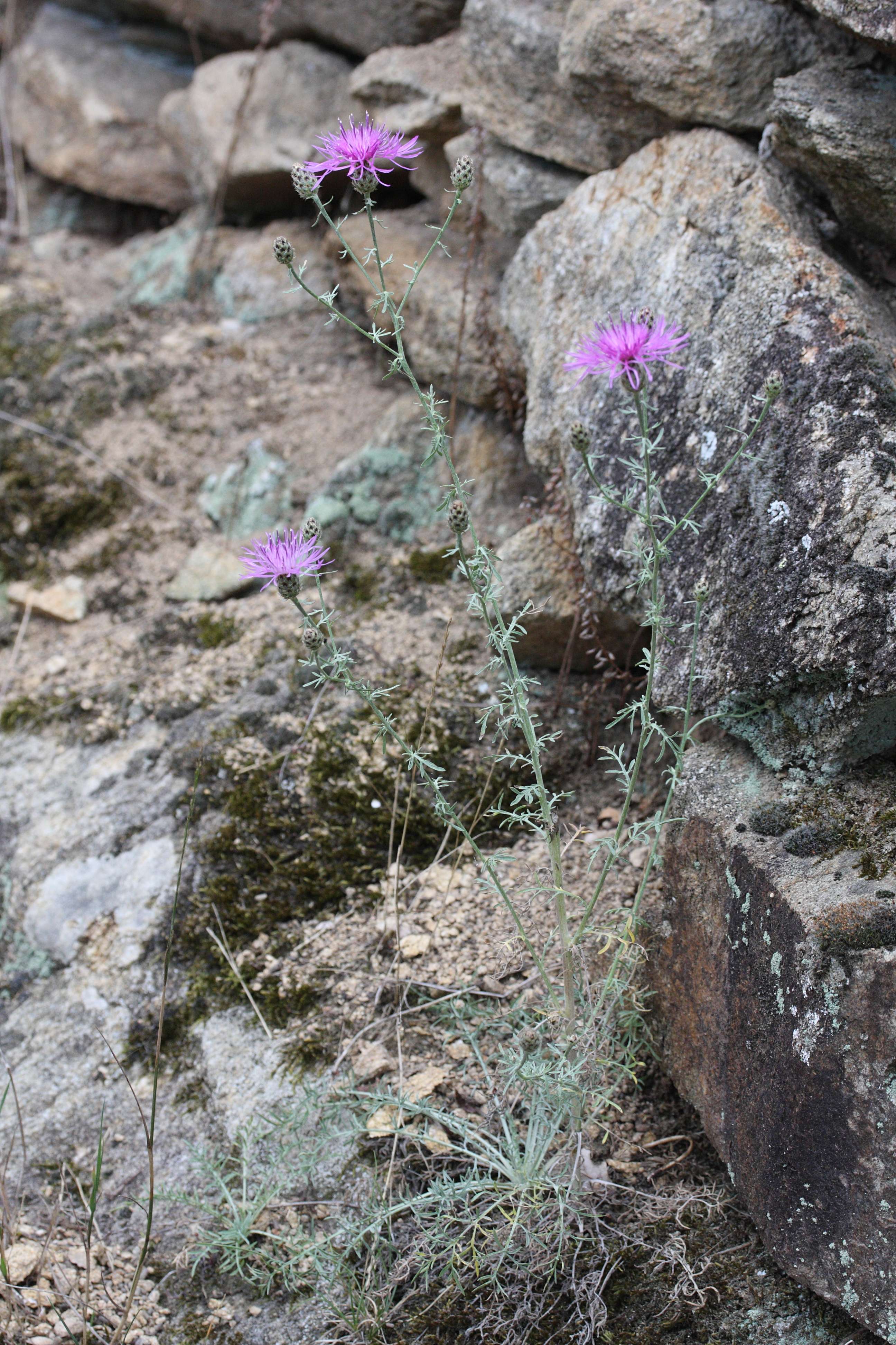 centaurea_maculosa1md
