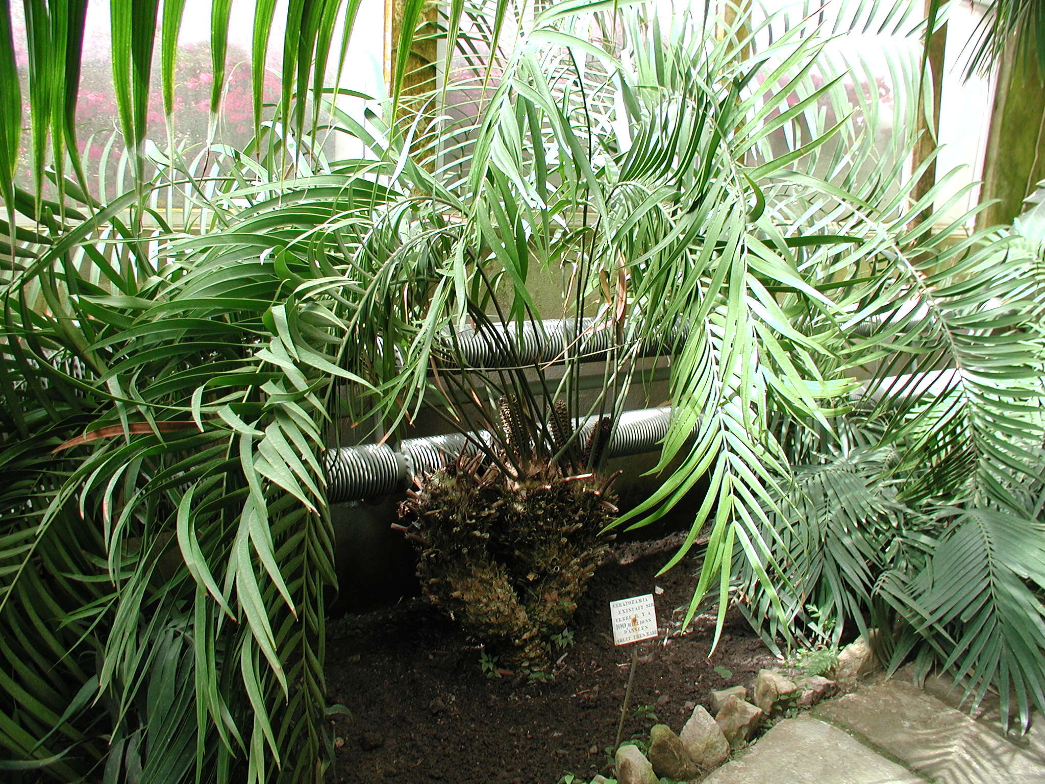 ceratozamia_mexicana1md