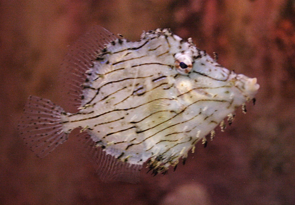 Afficher le média chaetodermis_penicilligerus1md chaetodermis_penicilligerus1md