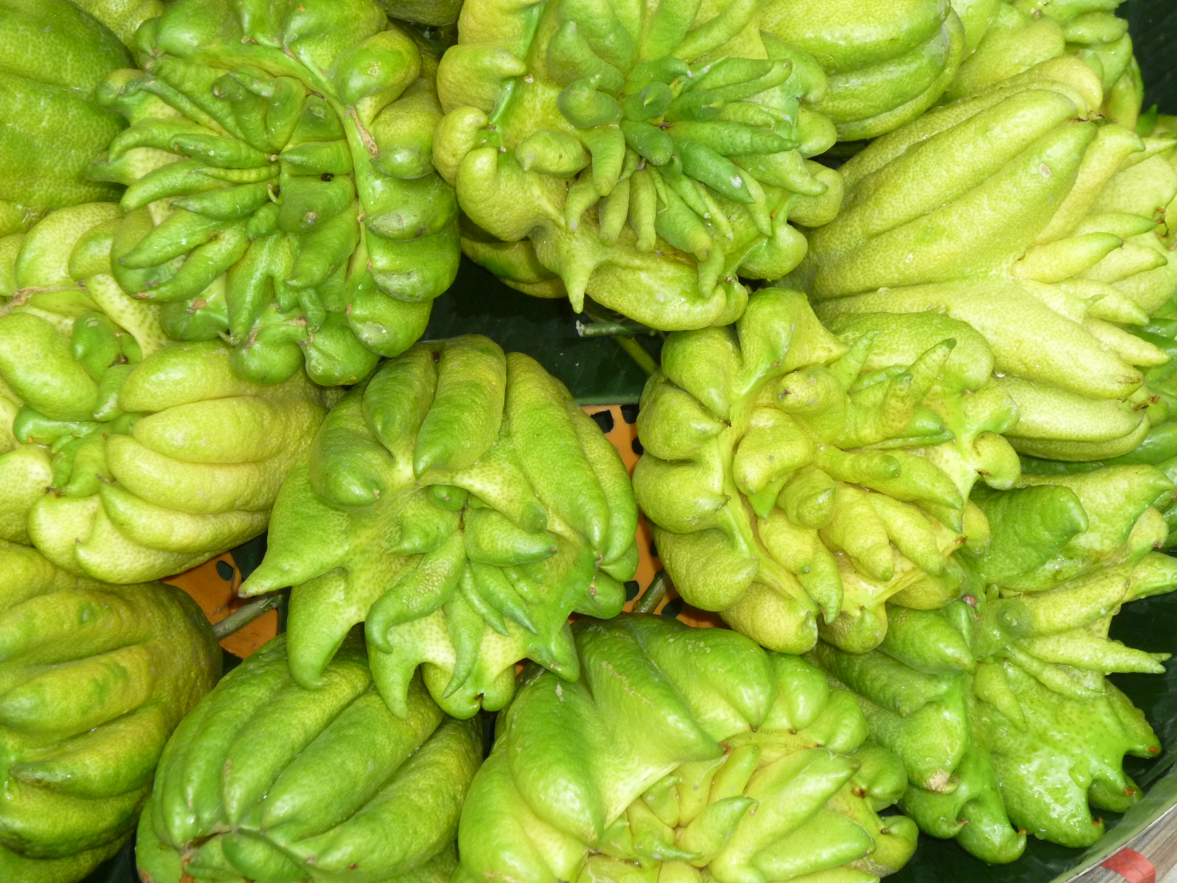 Afficher le média Citrus_medica var. sarcodactylis Citrus_medica var. sarcodactylis