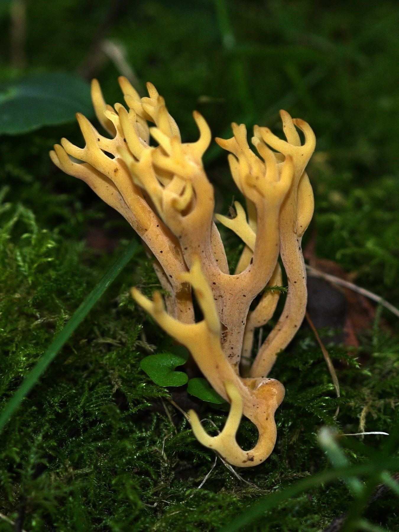 clavulinopsis_corniculata1md
