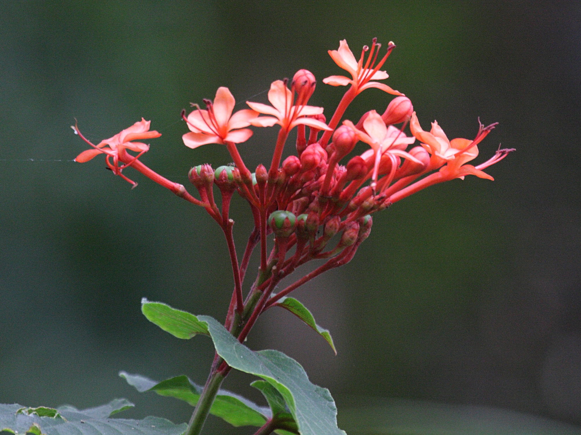 clerodendrum_speciosissimum1bd