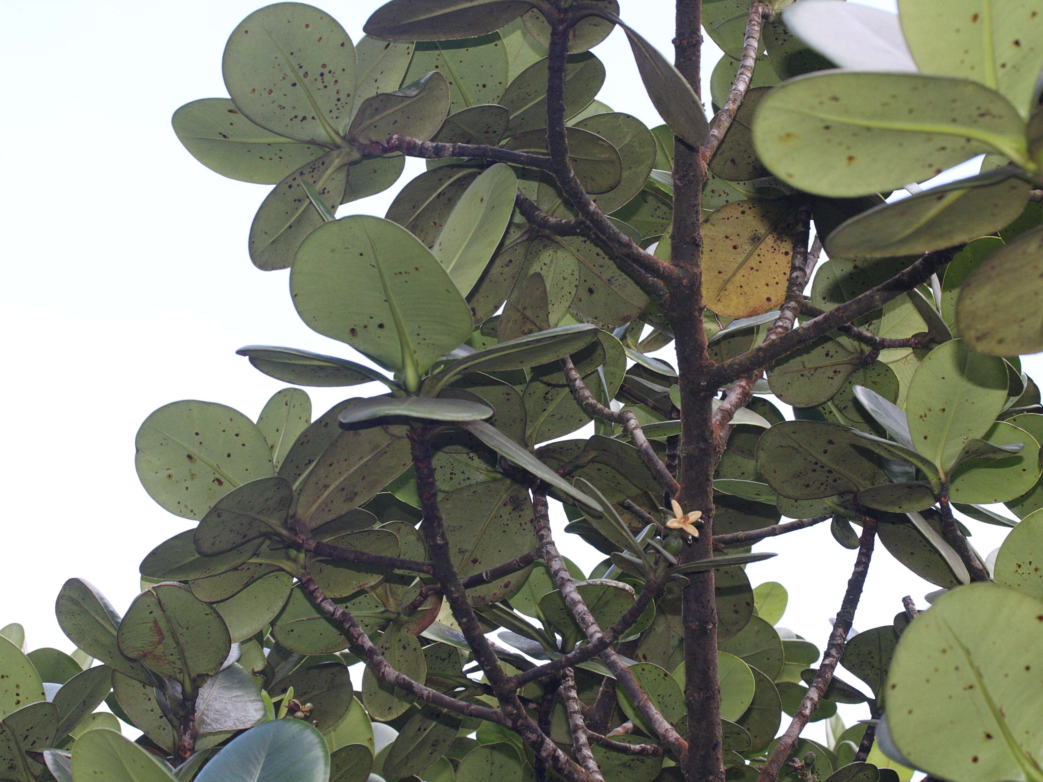 Afficher le média clusia_mangle2md clusia_mangle2md