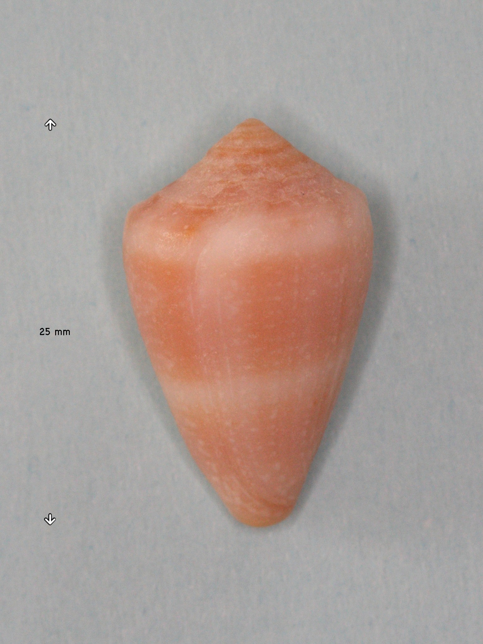 conus_mediterraneus2md