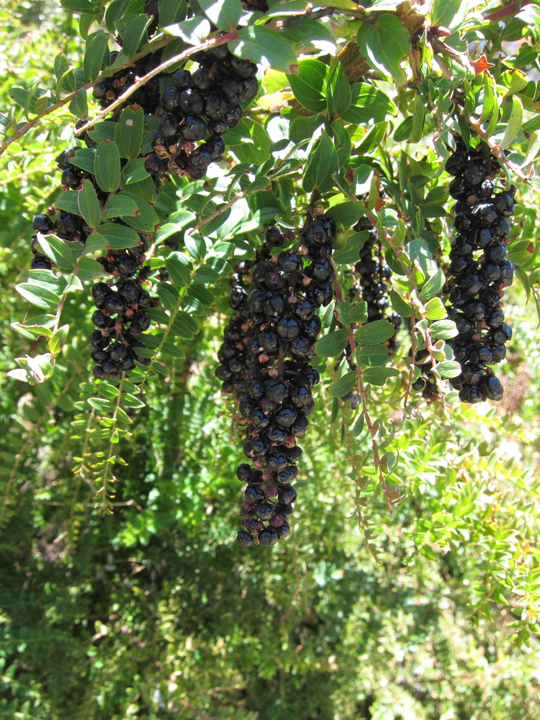 Afficher le média coriaria_ruscifolia4bd coriaria_ruscifolia4bd