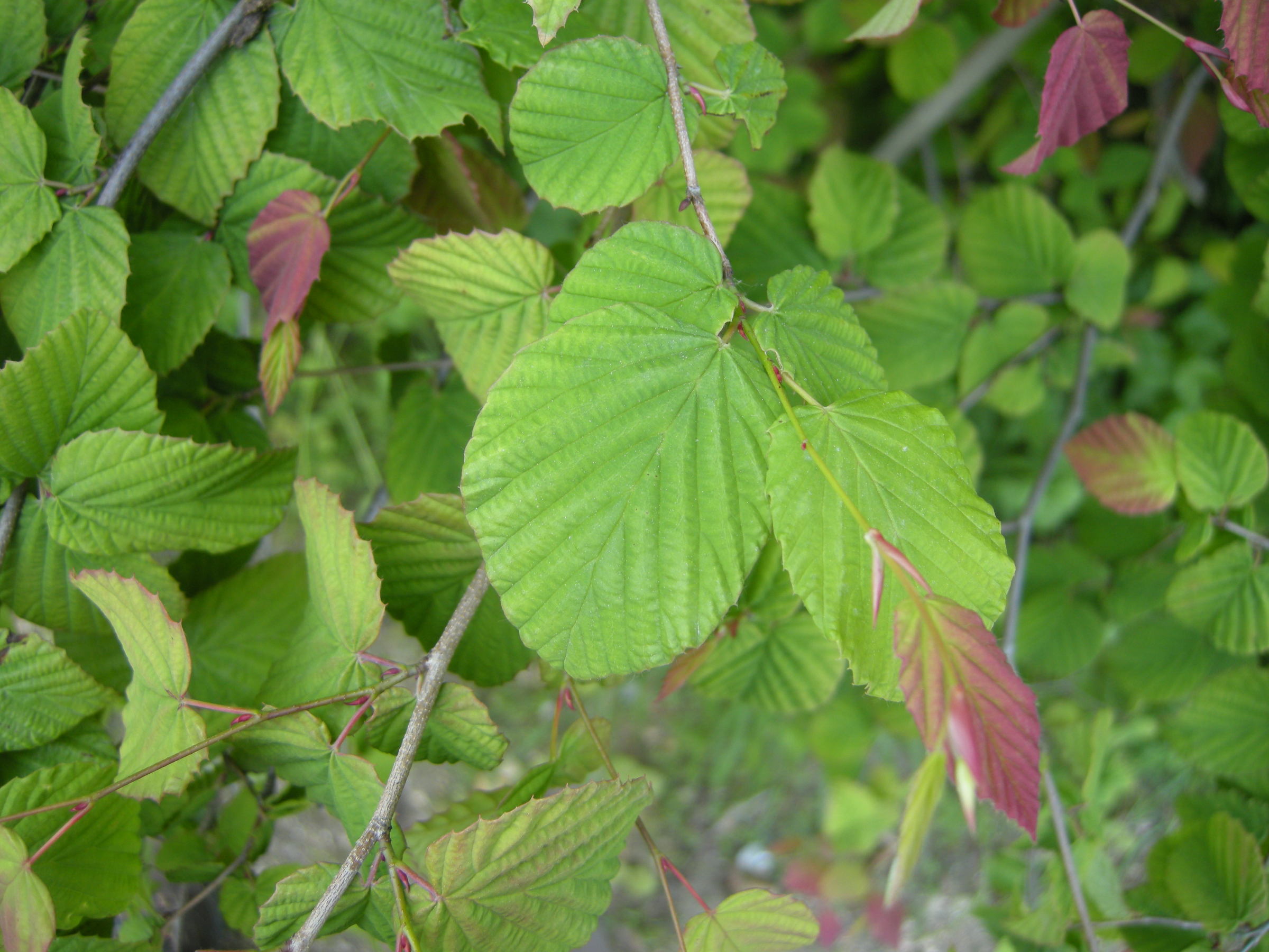 Afficher le média corylopsis_pauciflora5md corylopsis_pauciflora5md