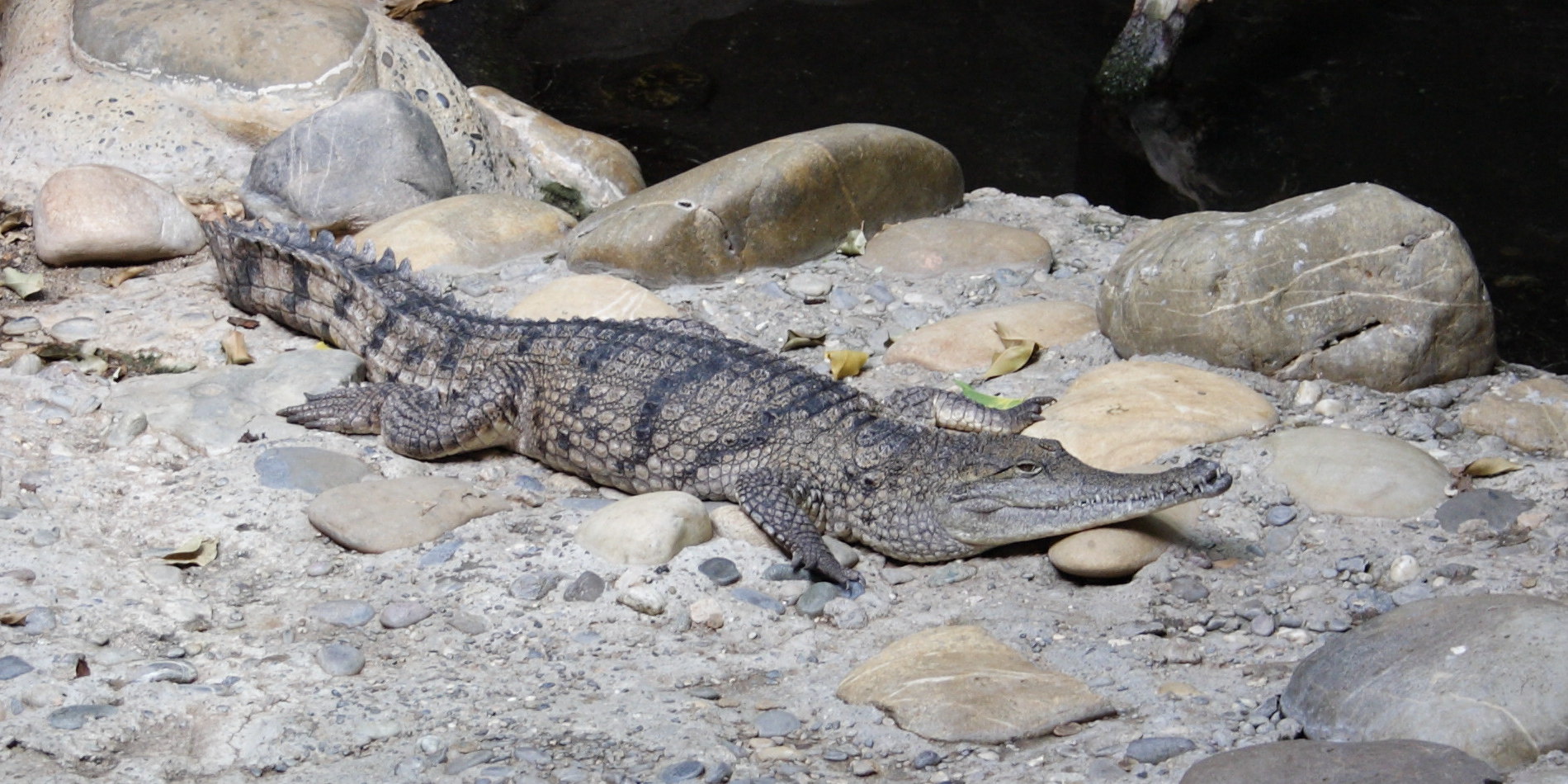 crocodylus_johnsoni1sd