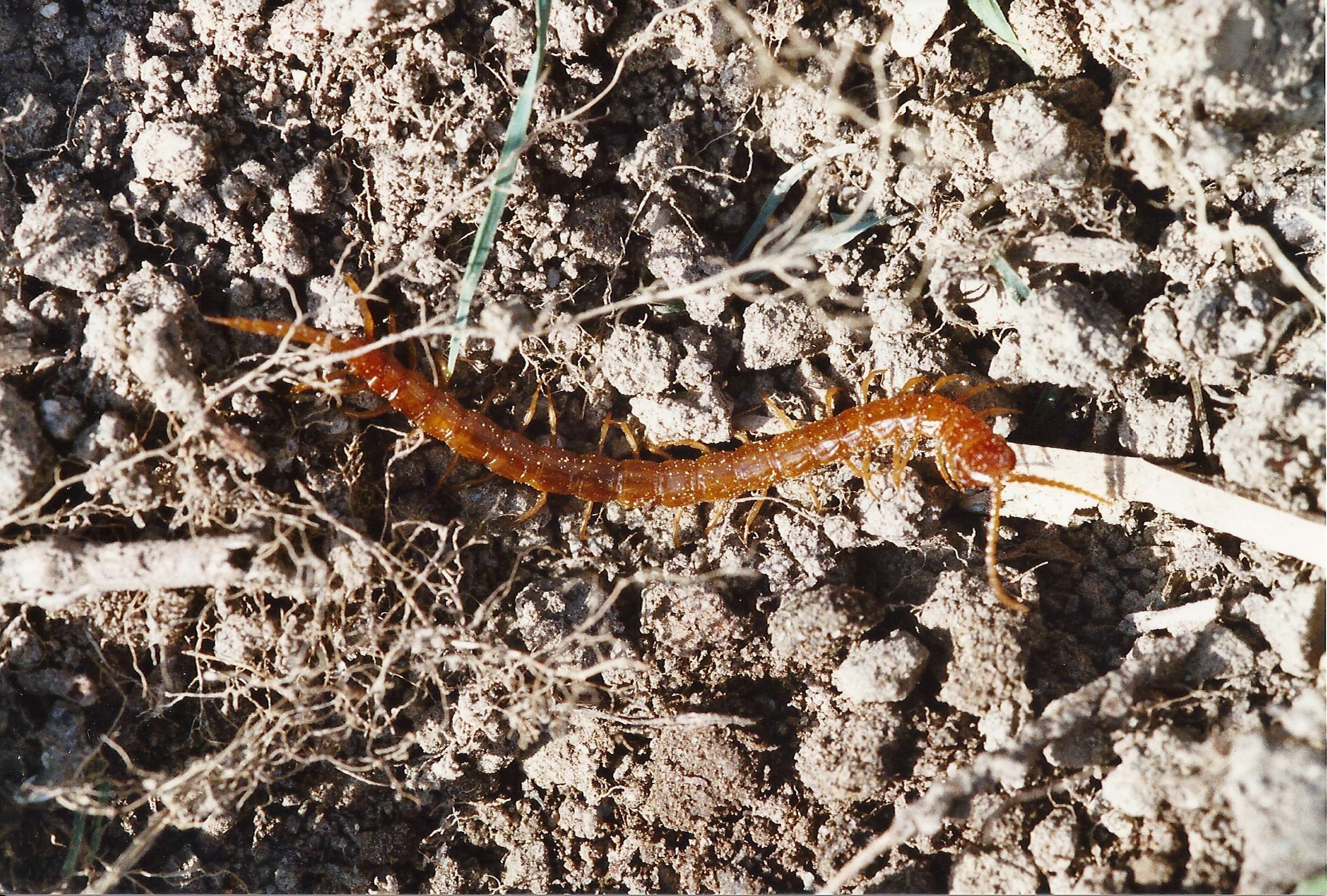 Afficher le média cryptops_anomalans2md cryptops_anomalans2md