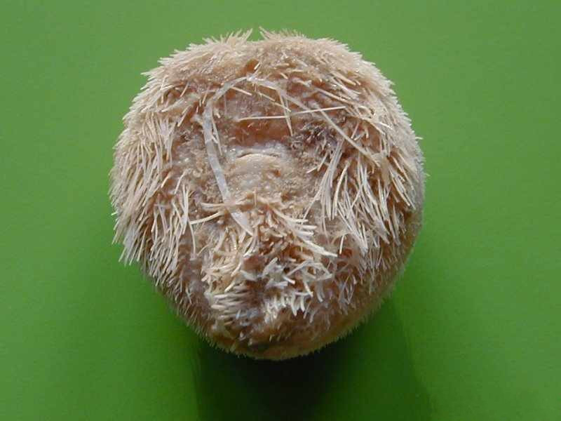 echinocardium_cordatum4md