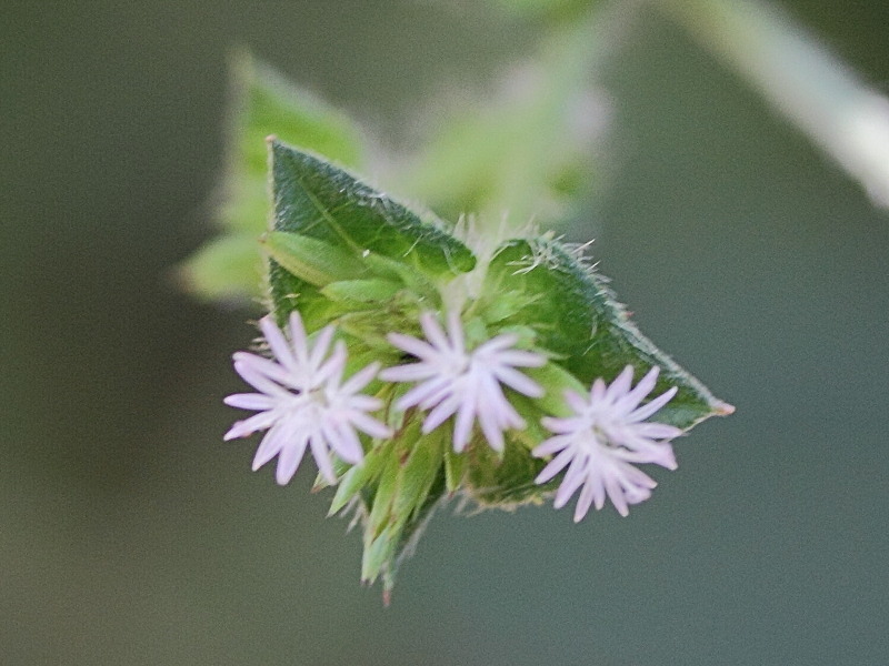 Afficher le média elephantopus_mollis1md elephantopus_mollis1md