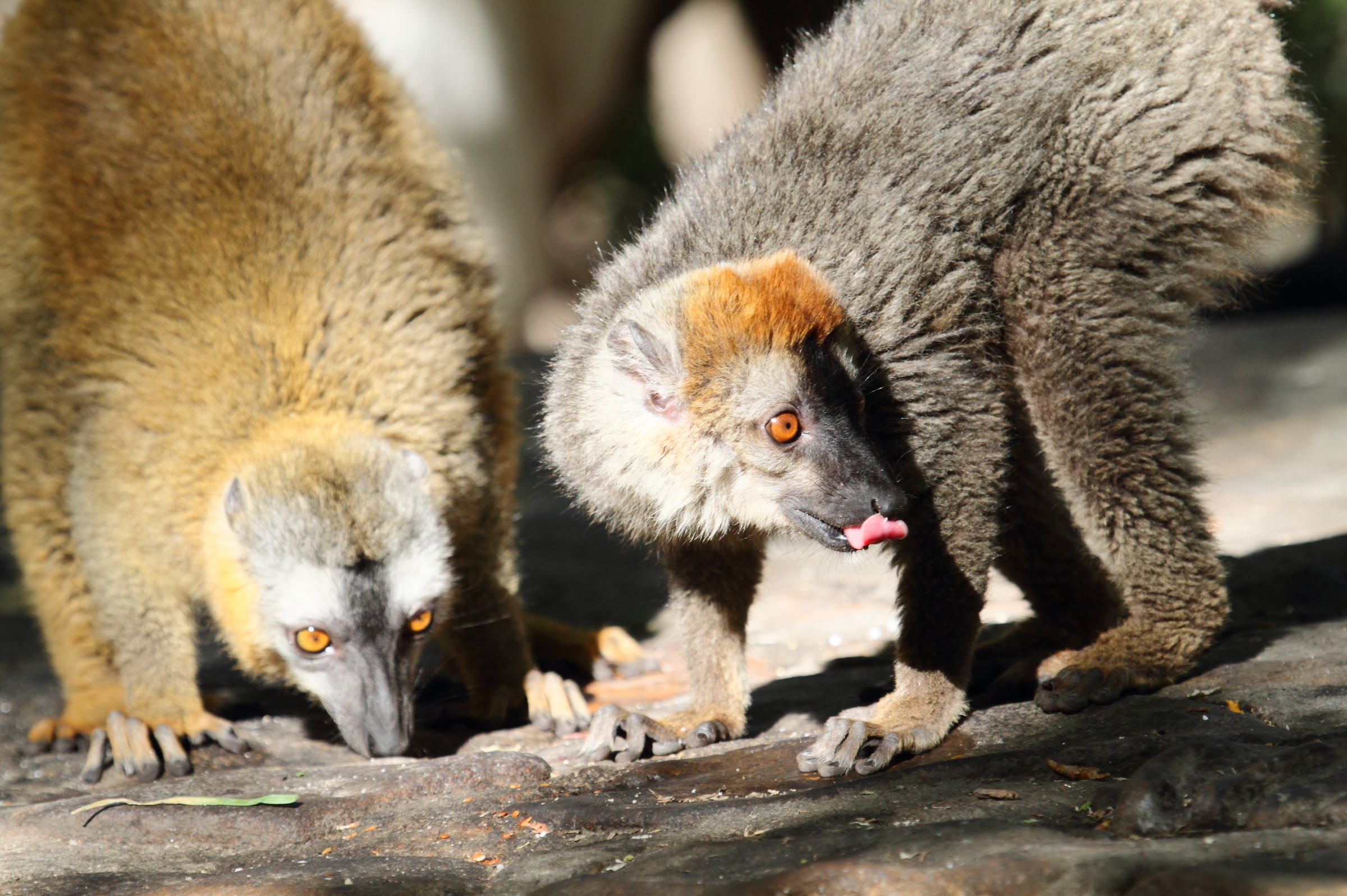 eulemur_fulvus_rufus2bd