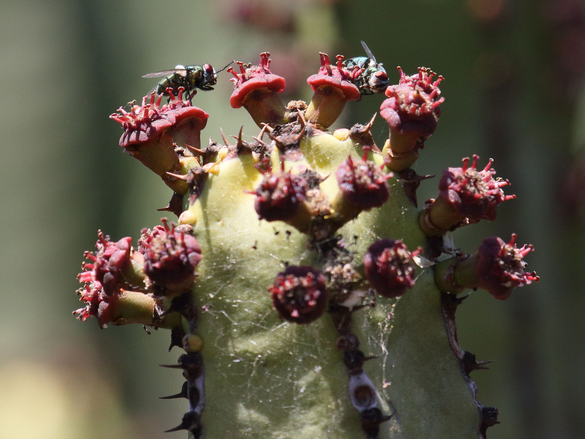 euphorbia_canariensis1bd