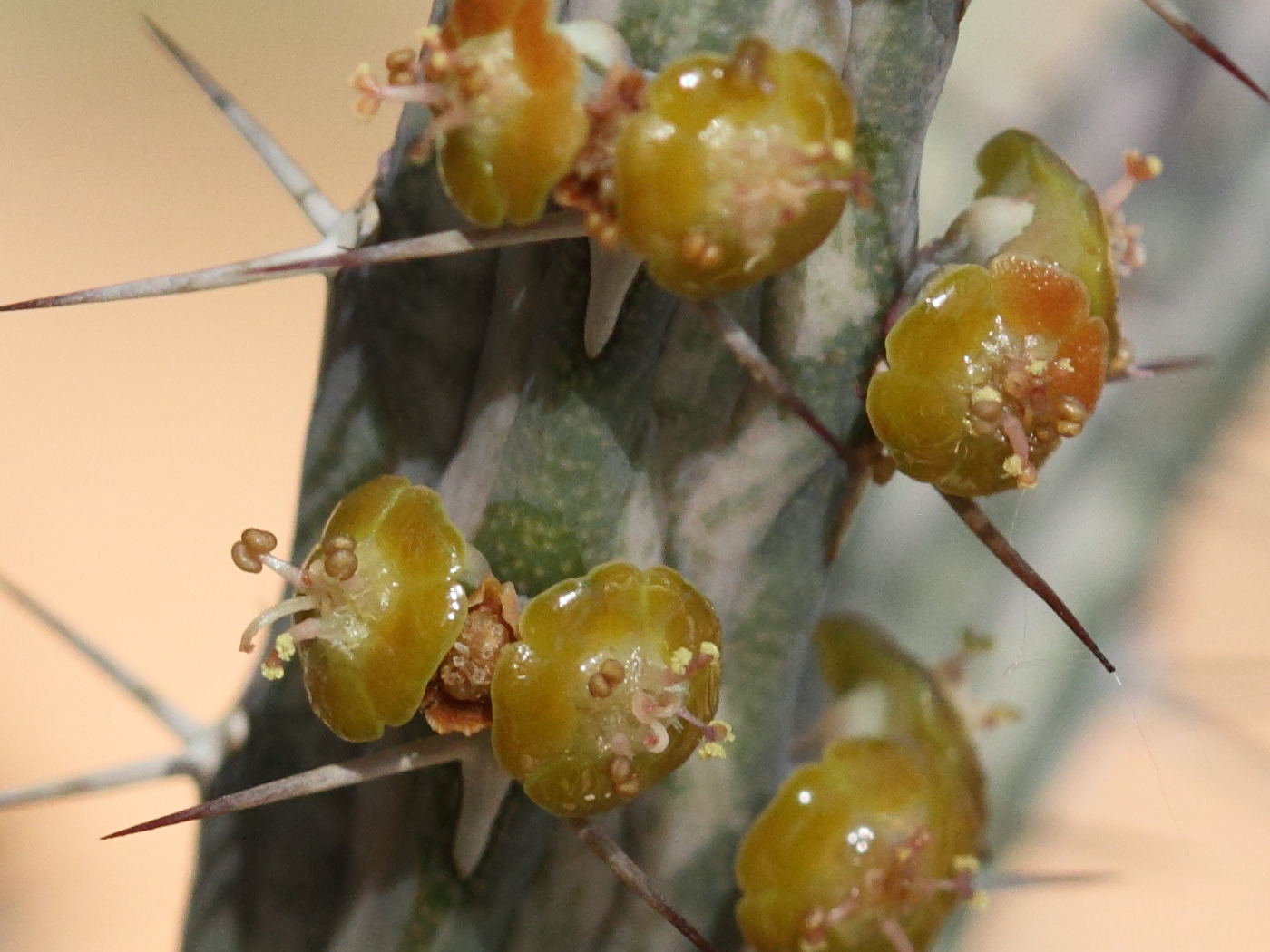 Afficher le média euphorbia_eyassiana2bd euphorbia_eyassiana2bd