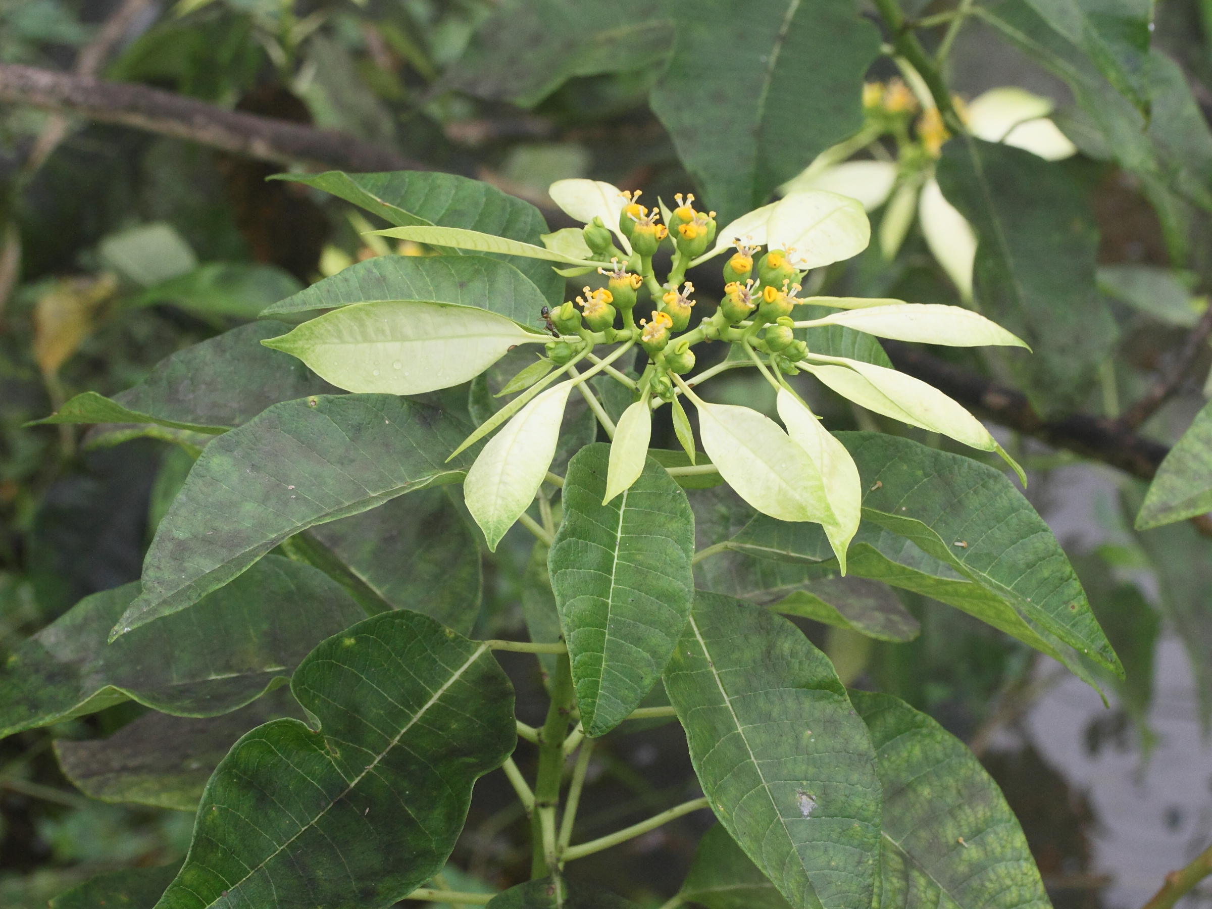 euphorbia_pulcherrima6md