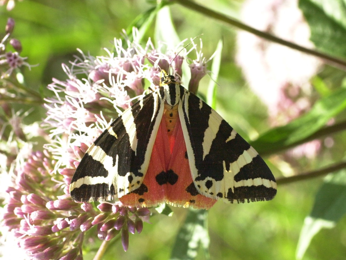 Afficher le média euplagia_quadripunctaria2md euplagia_quadripunctaria2md