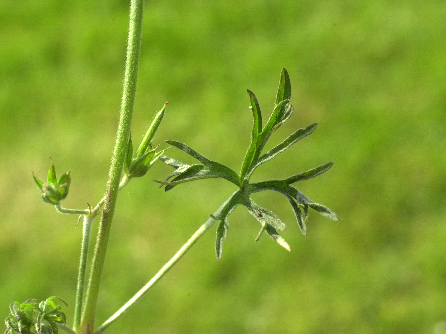 Afficher le média geranium_dissectum4md geranium_dissectum4md
