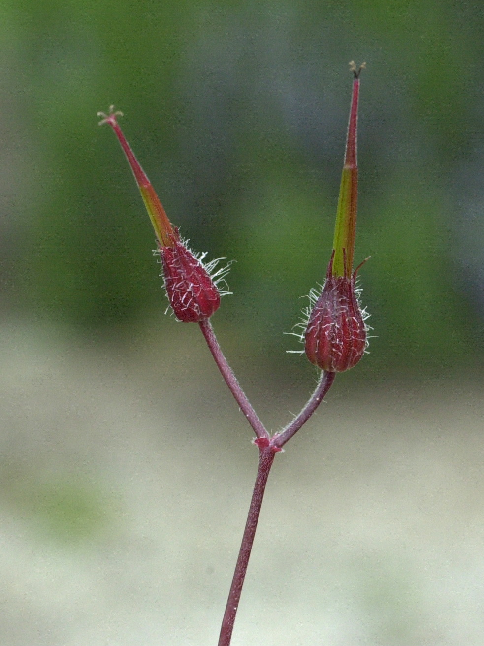 Geranium_robertianum