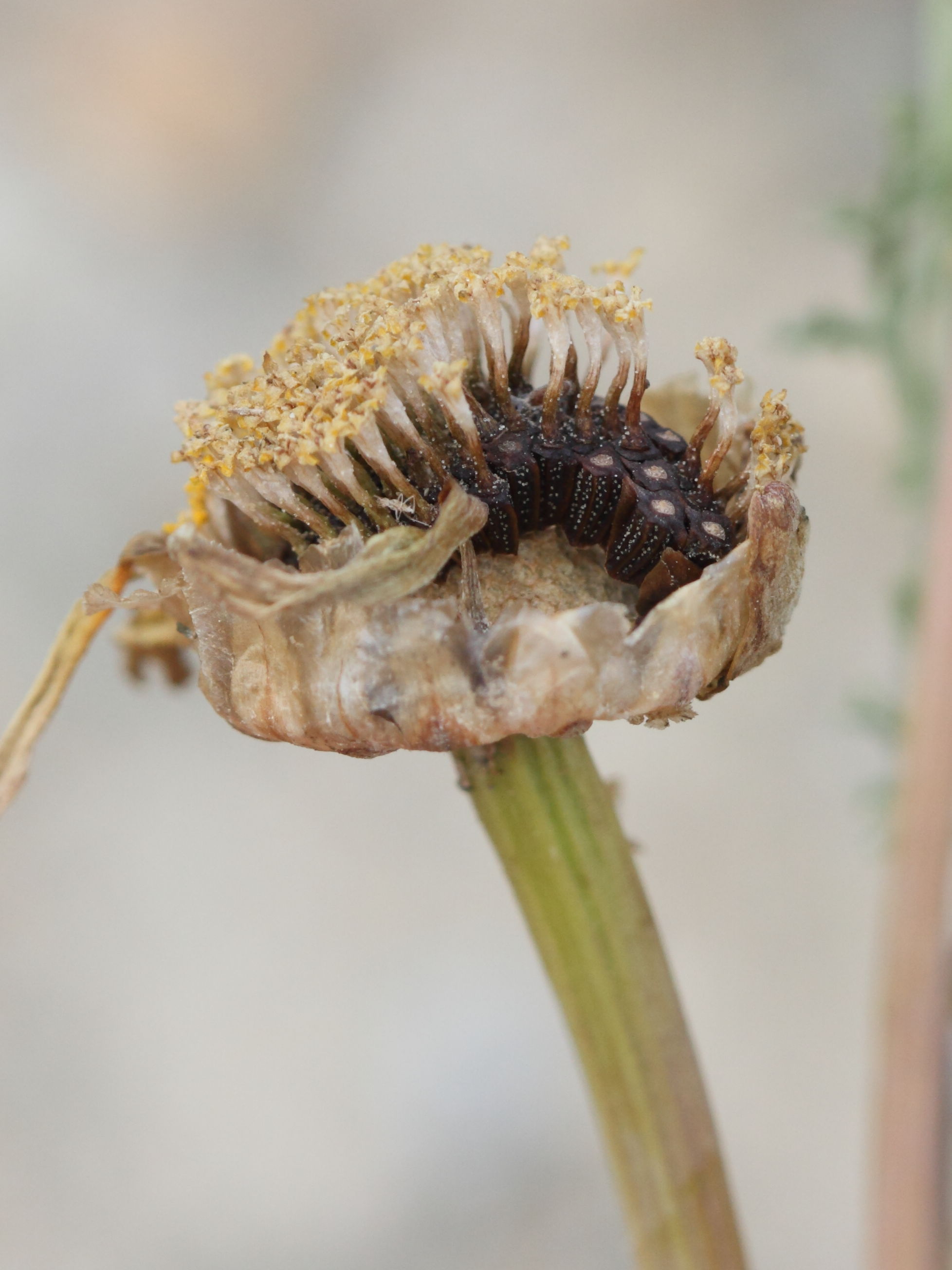 glebionis_coronaria4bd