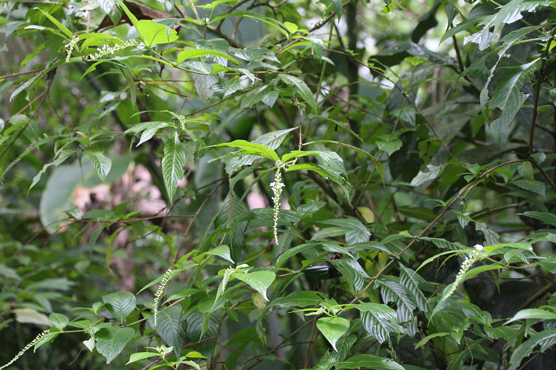 gonzalagunia_hirsuta2bmd