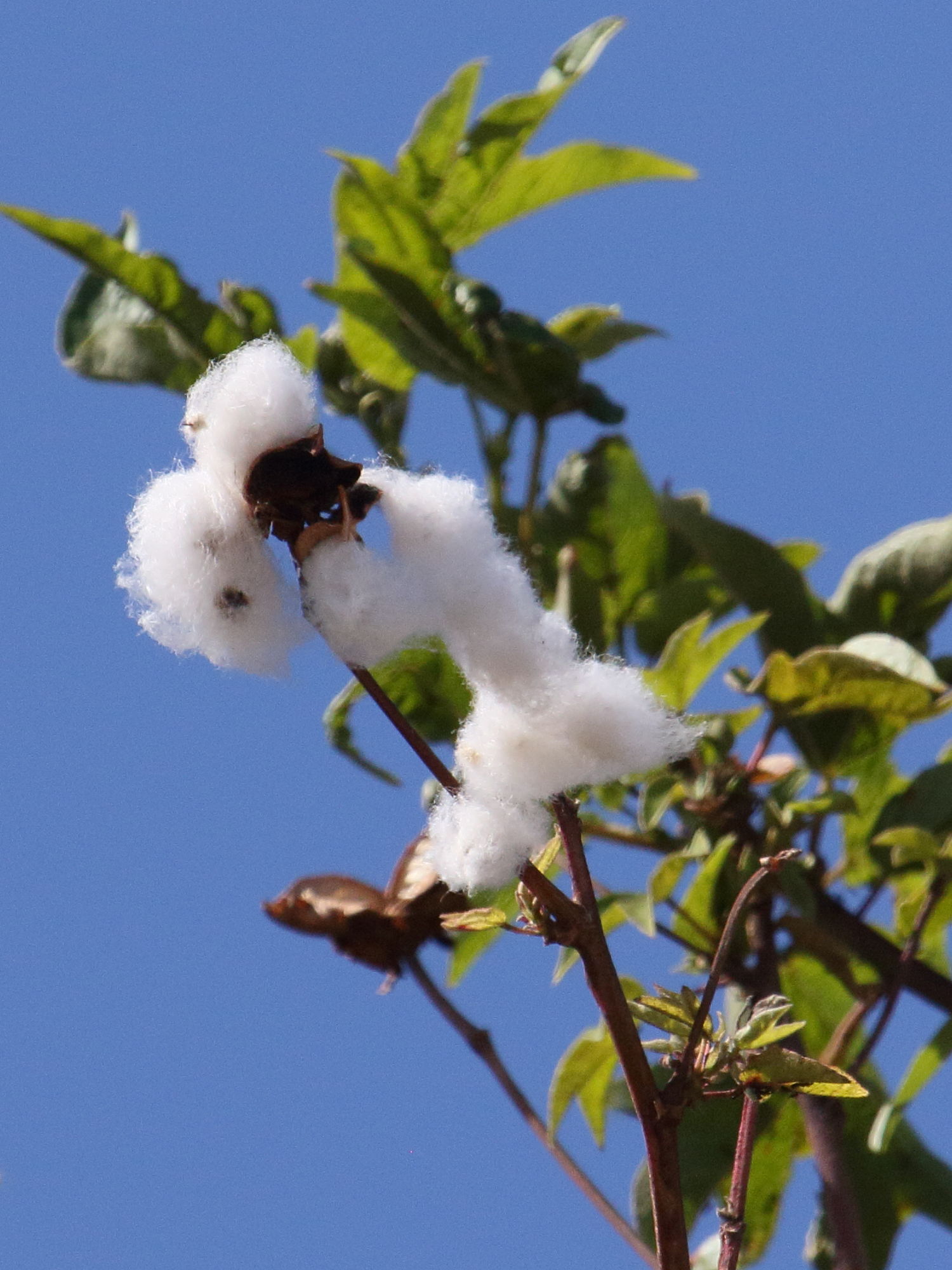 gossypium_herbaceum2bd