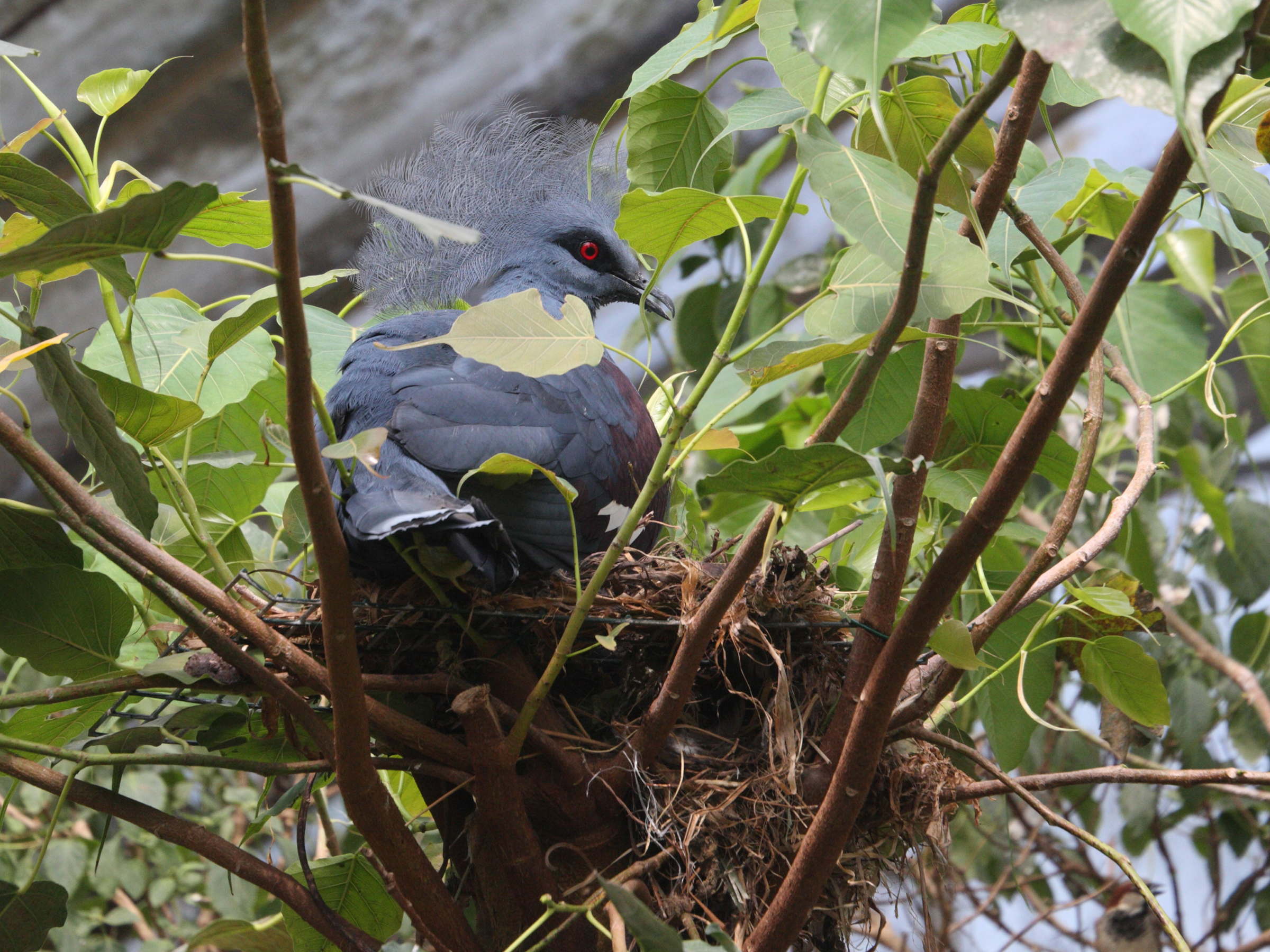 goura_de_sclater_-_goura_scheepmakeri_sclateri2md