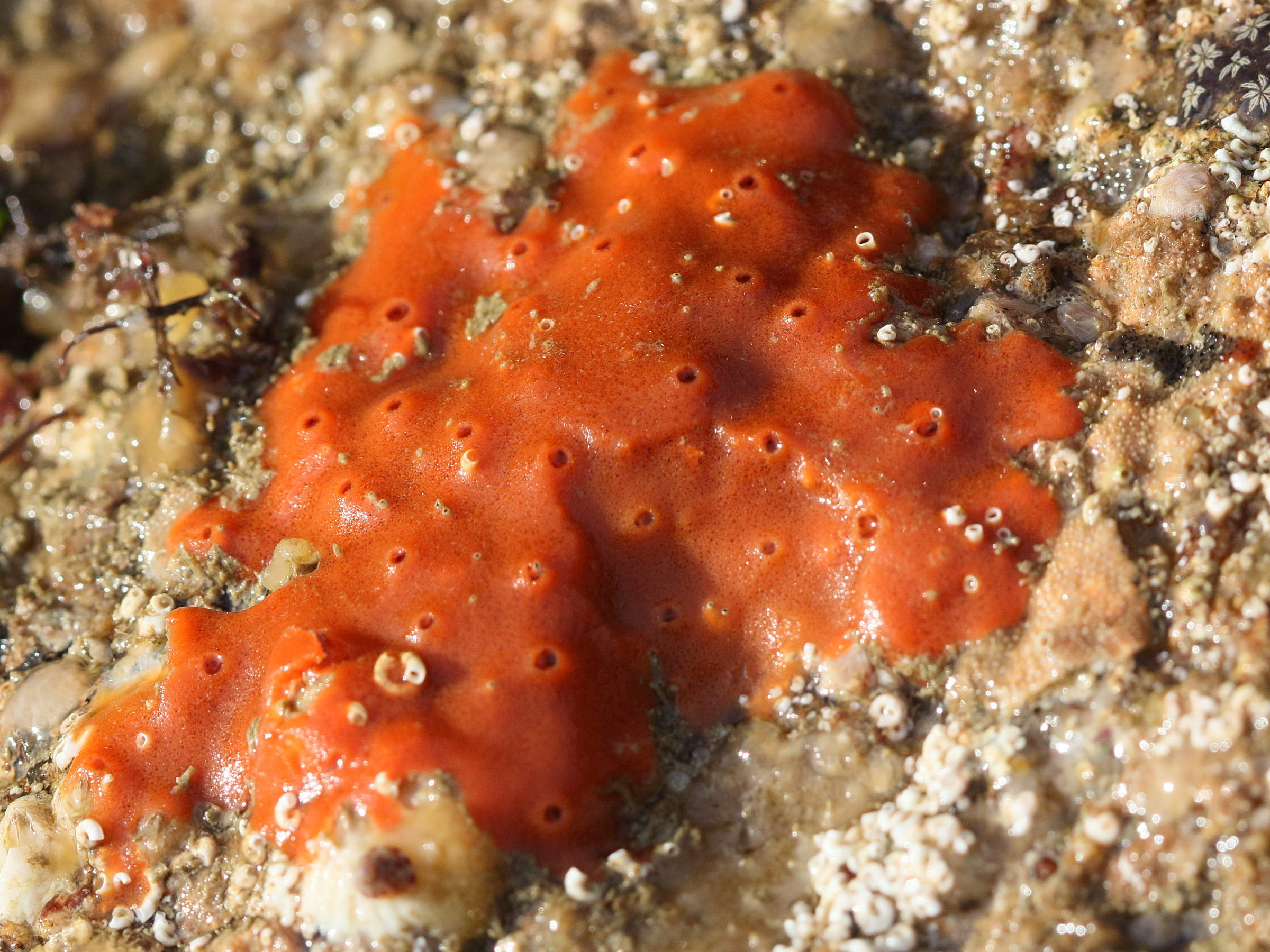 halichondria_panicea3bd