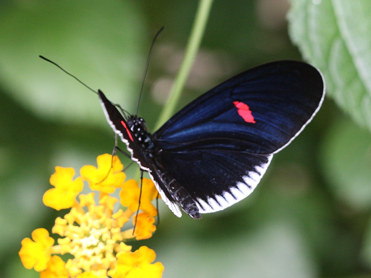 Afficher le média heliconius_melpomene_cytherea1bd heliconius_melpomene_cytherea1bd