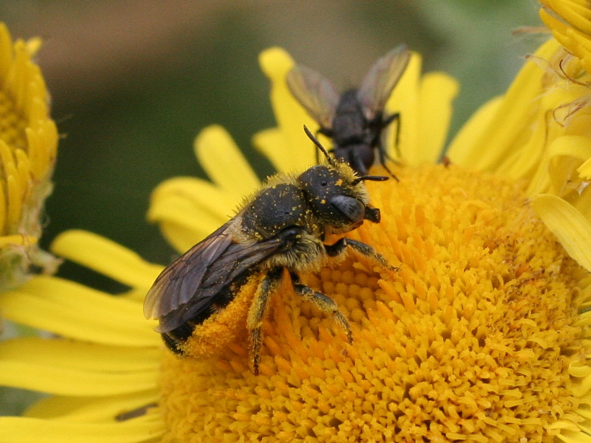 heriades_truncorum1md