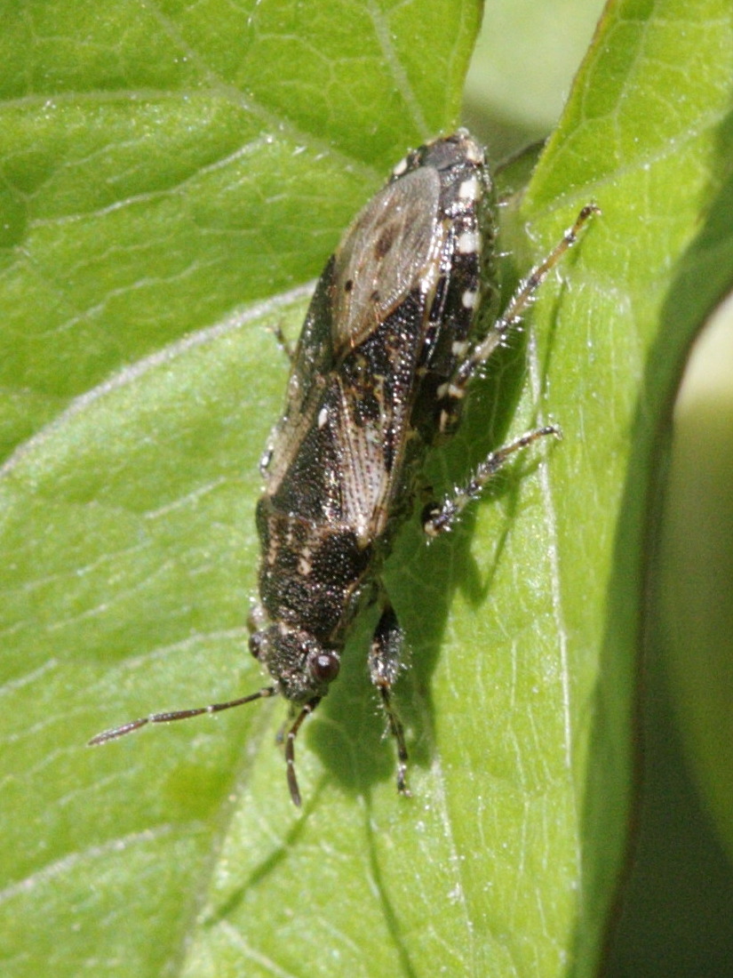 heterogaster_urticae2bd