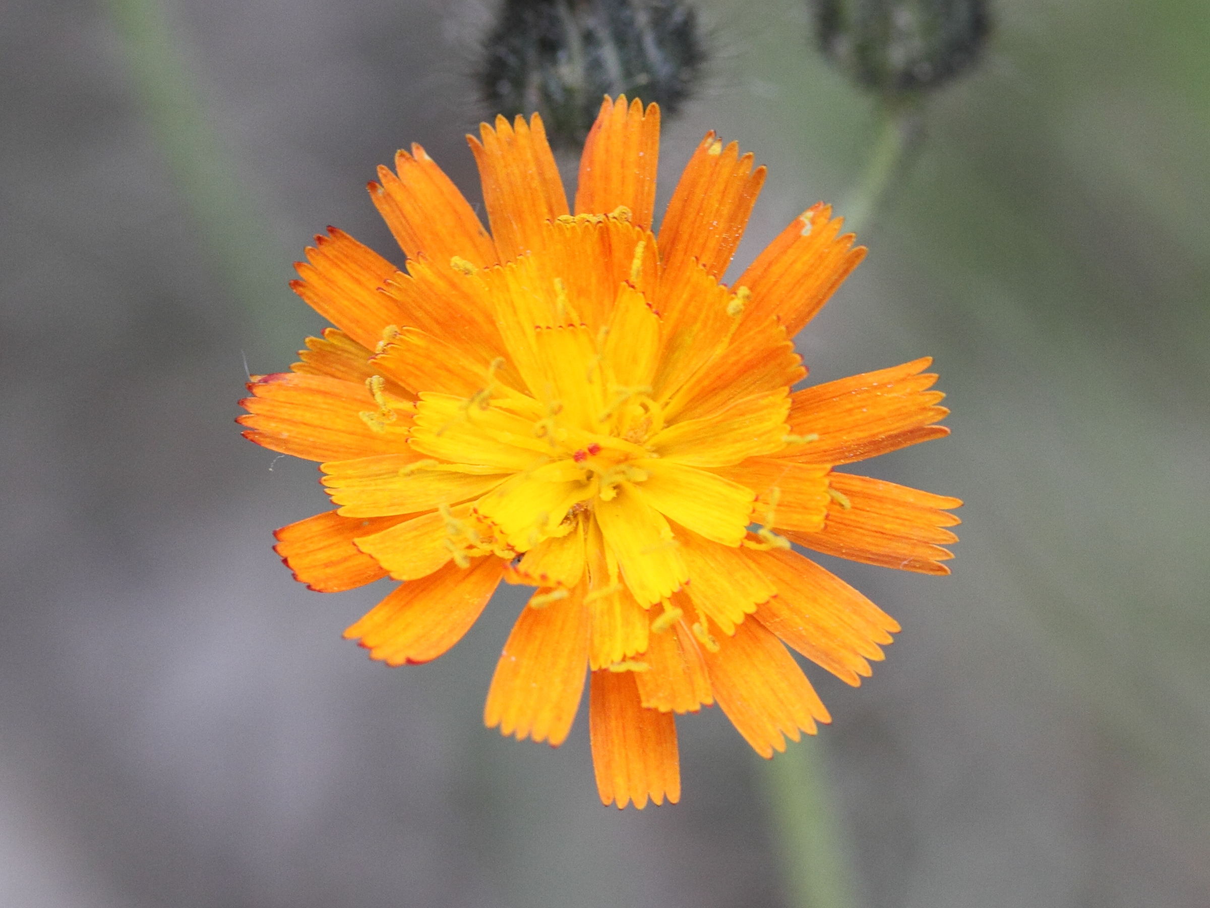 hieracium_aurantiacum6md