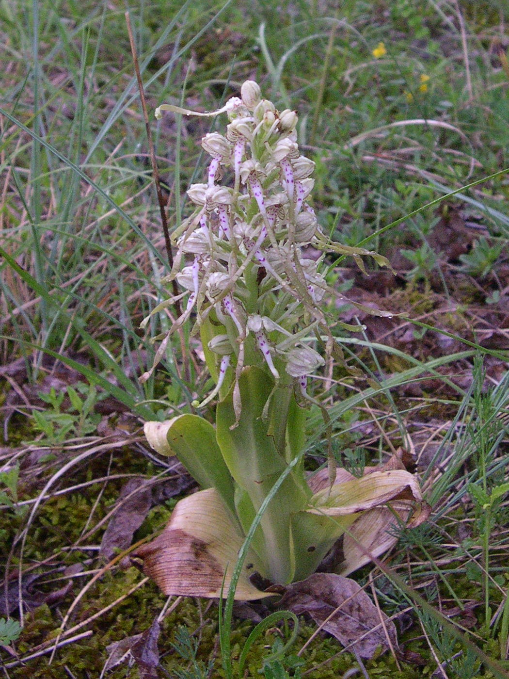 himantoglossum_hircinum1sd