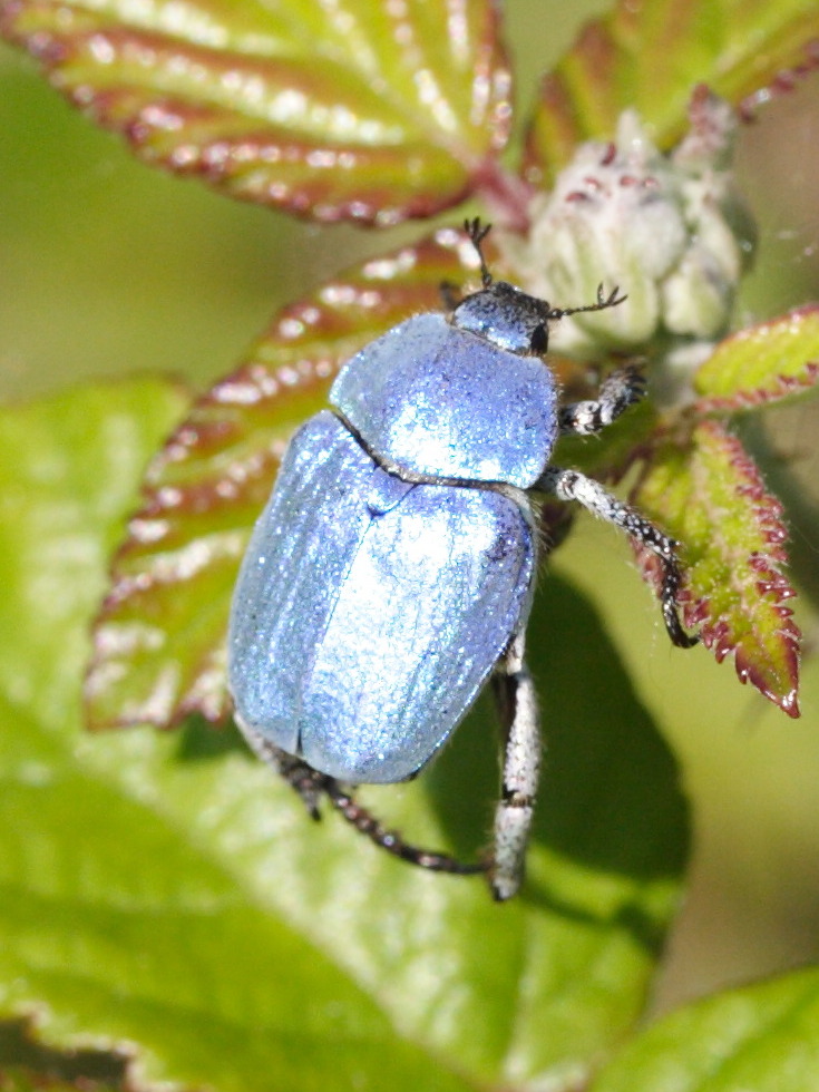 hoplia_caerulea1md