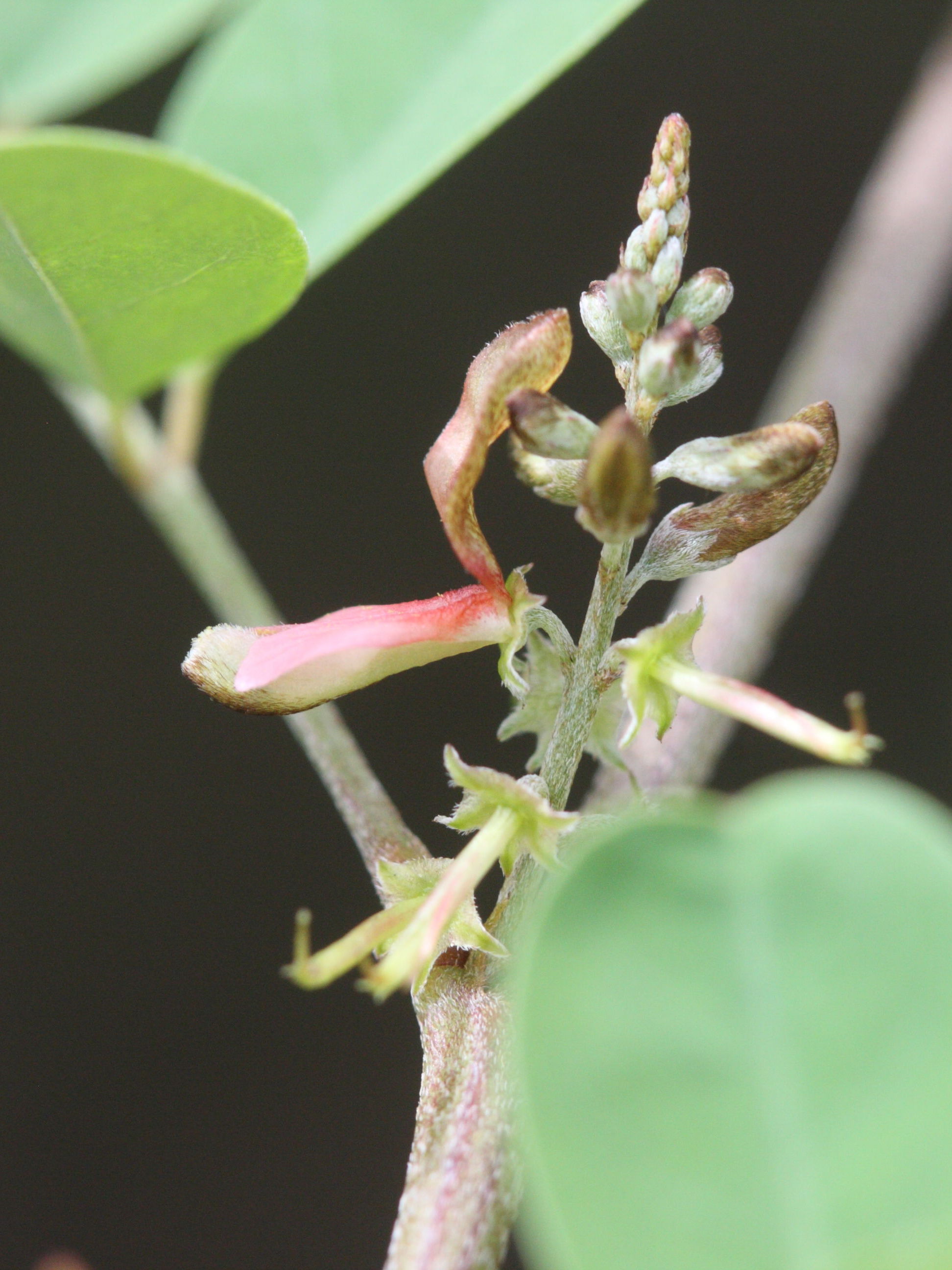 indigofera_suffruticosa3md