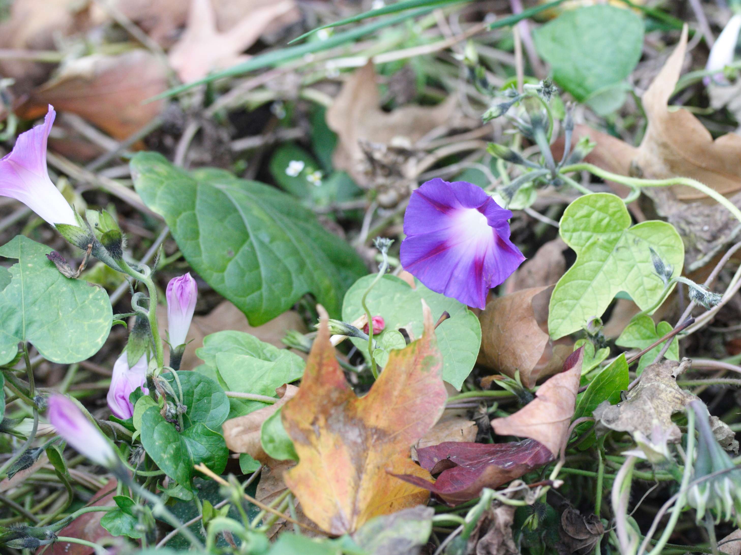 Afficher le média ipomoea_hederacea1md ipomoea_hederacea1md