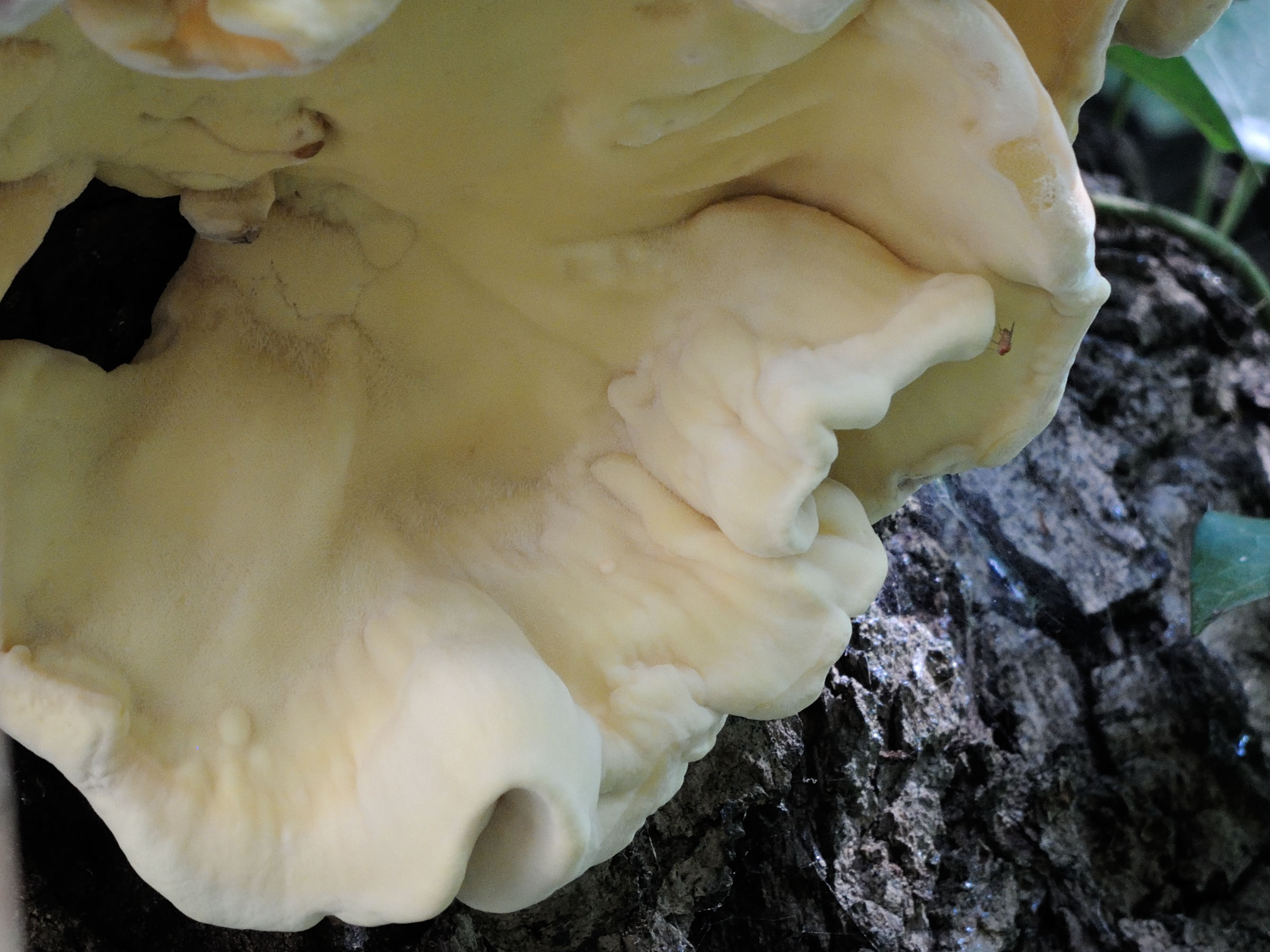 Afficher le média laetiporus_sulphureus4md laetiporus_sulphureus4md