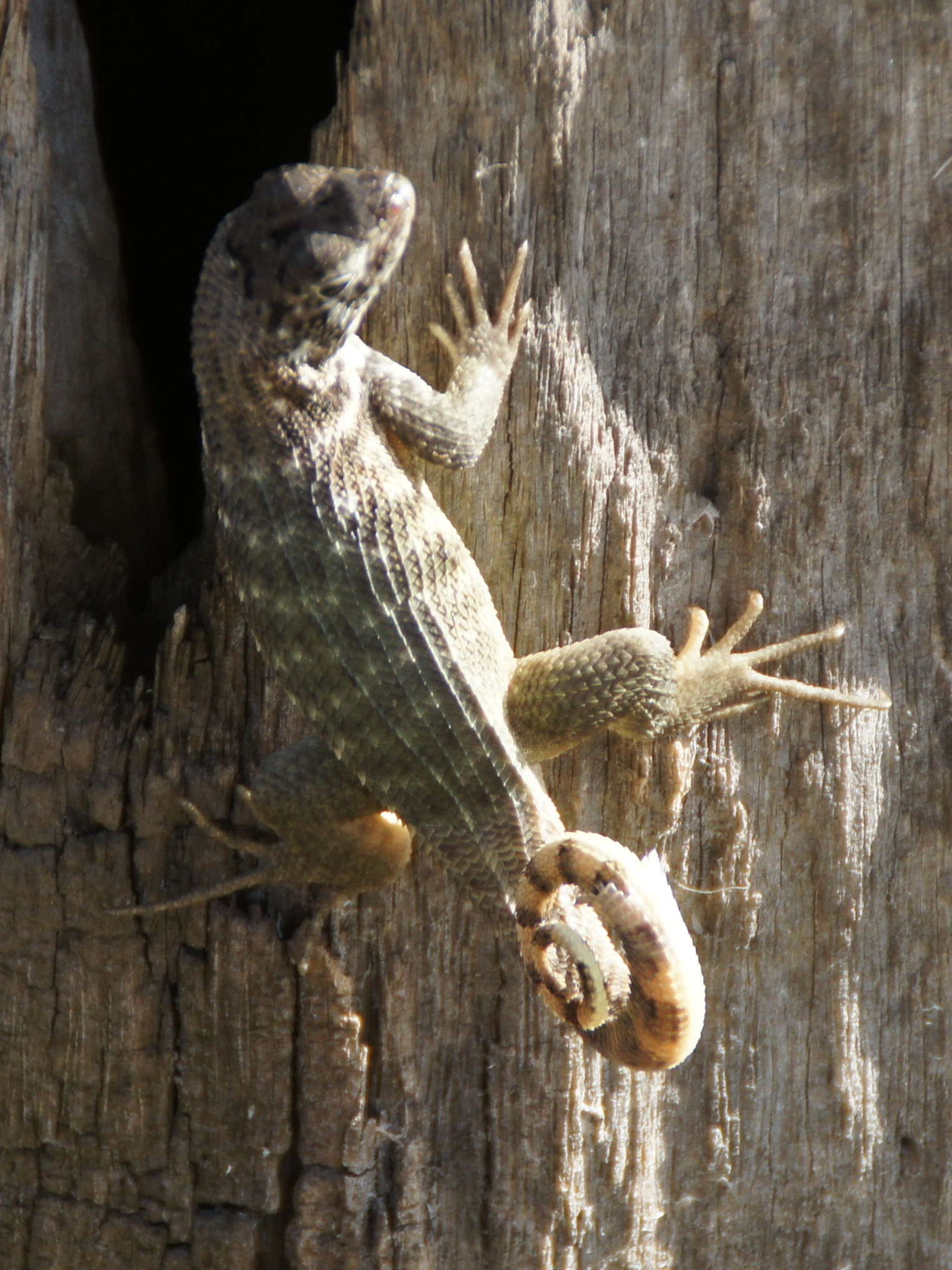 leiocephalus_carinatus2fc