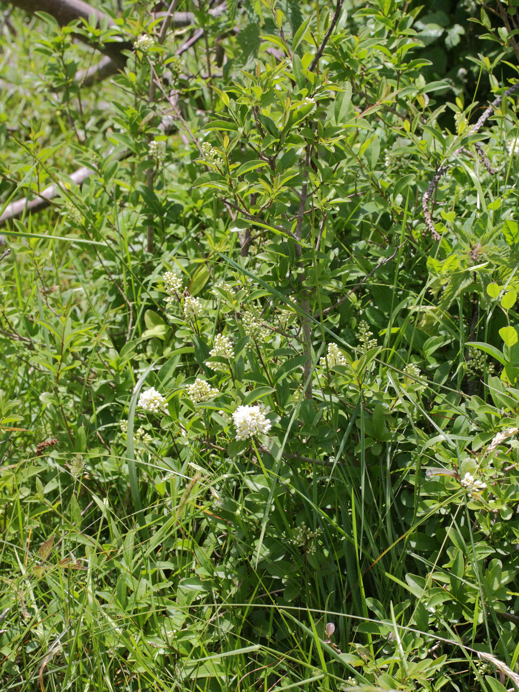 Afficher le média ligustrum_vulgare1md ligustrum_vulgare1md