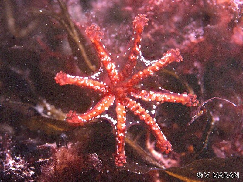 lucernariopsis_campanulata1vm