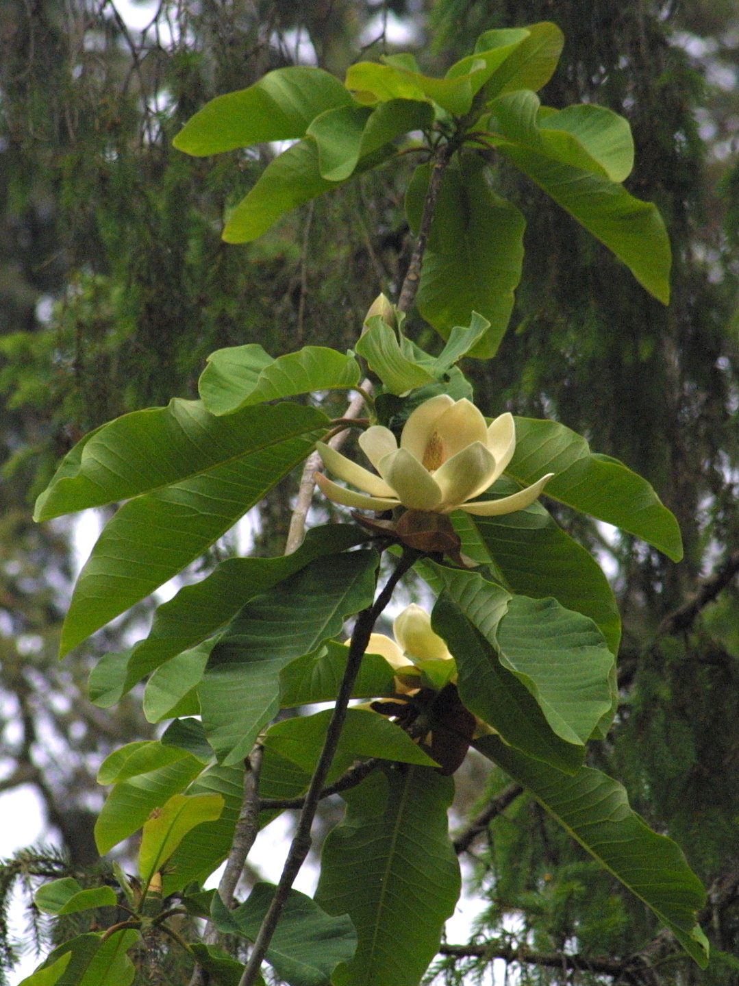 magnolia_obovata1md
