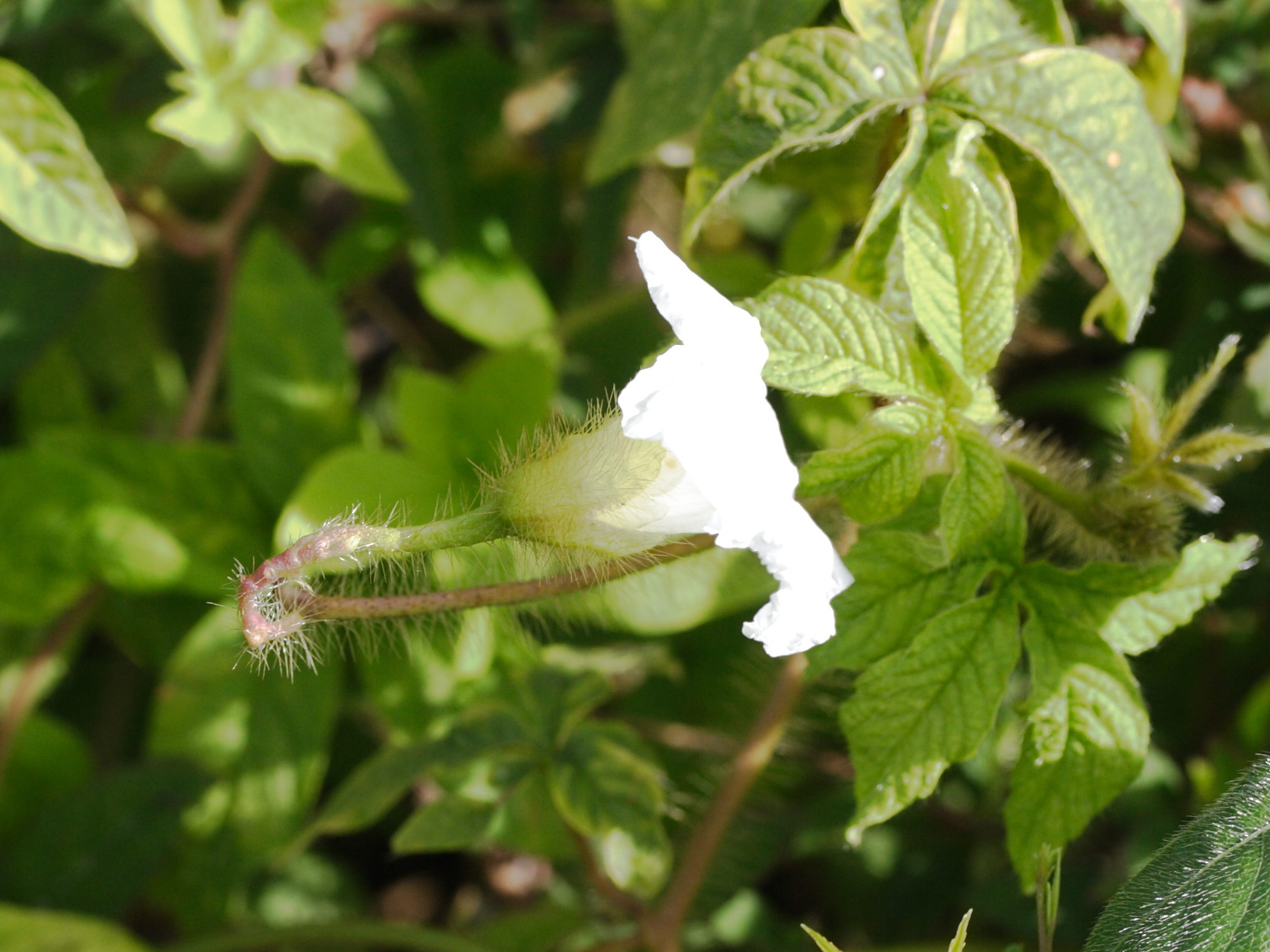 merremia_aegyptia2md