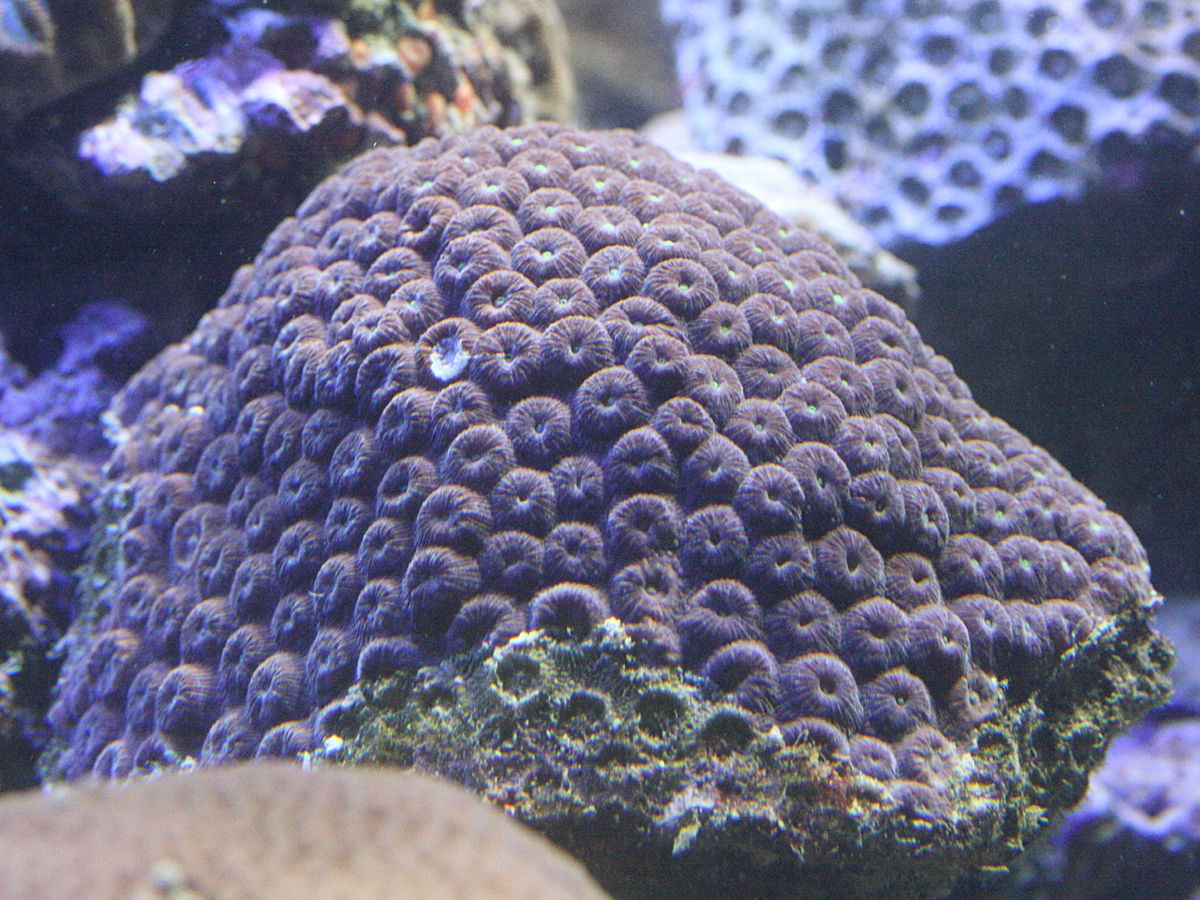 Montastraea_cavernosa