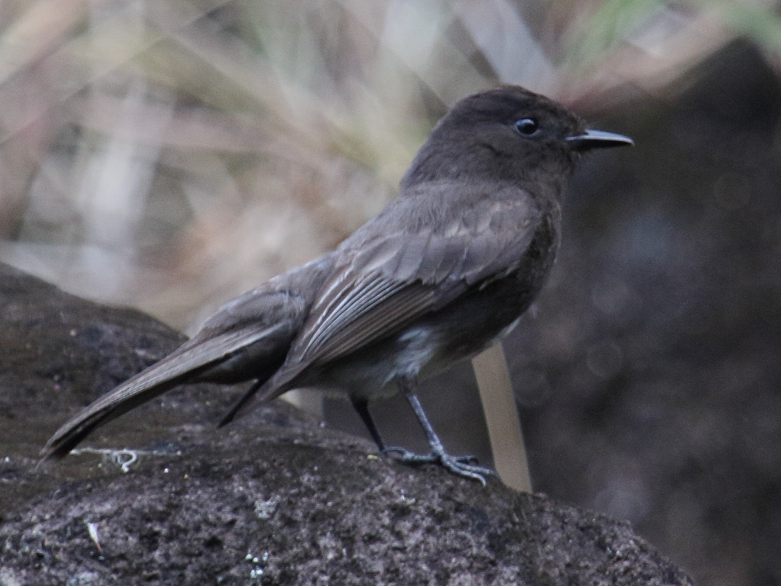 moucherolle_noir_-_sayornis_nigricans1bd