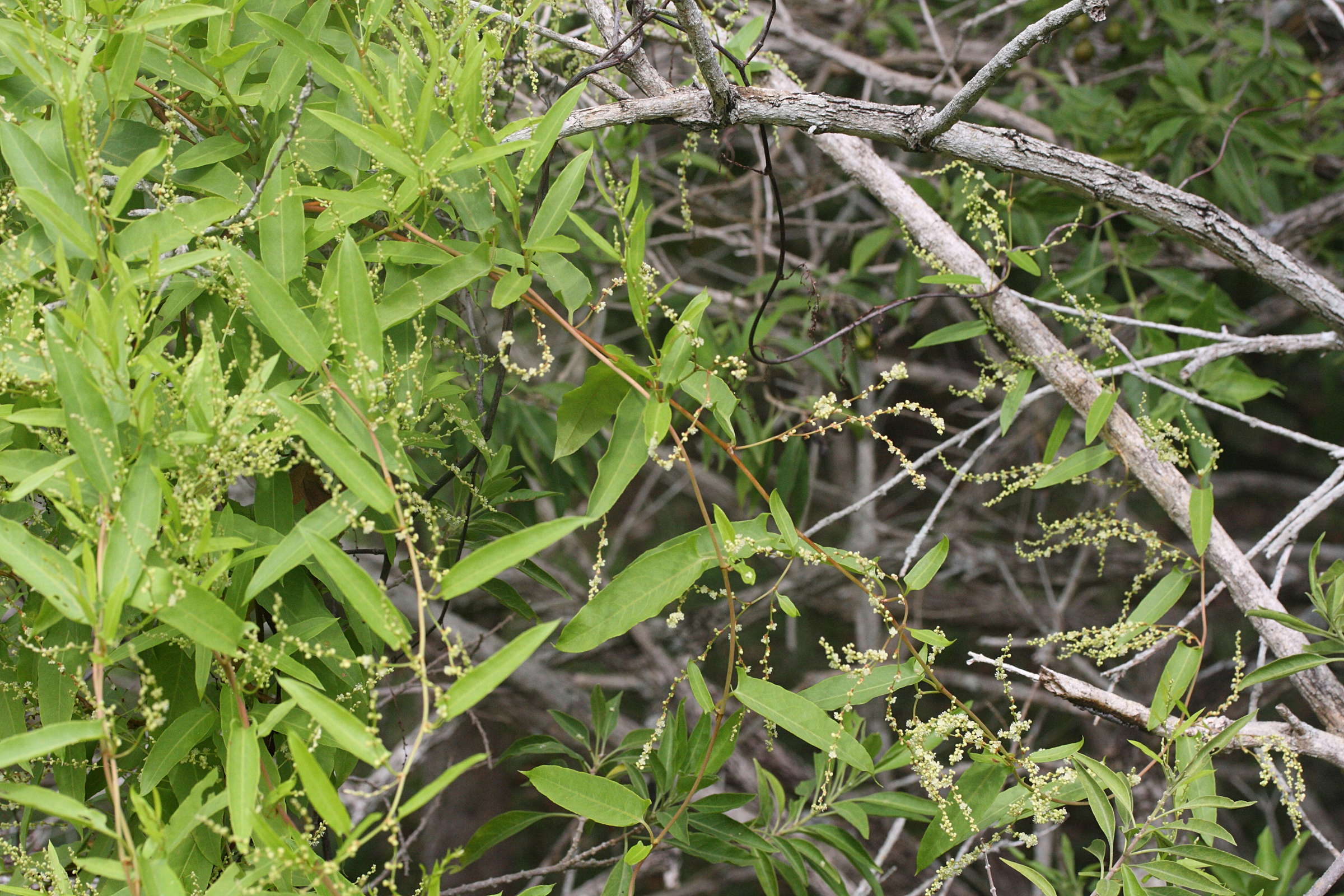 muehlenbeckia_sagittifolia1md